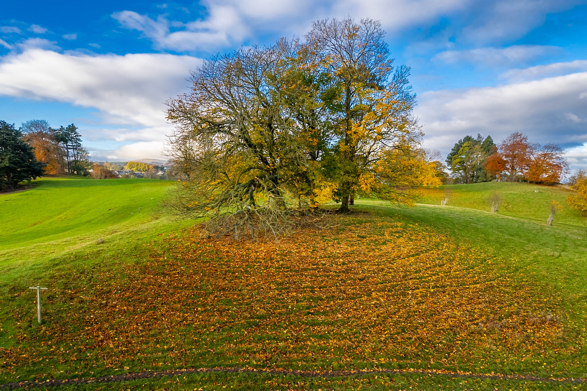 Autumn Leaves