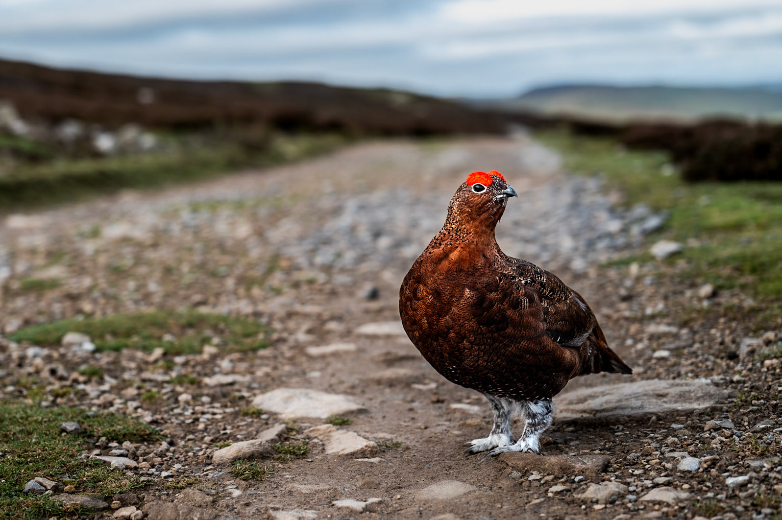 Red Grouse On Track