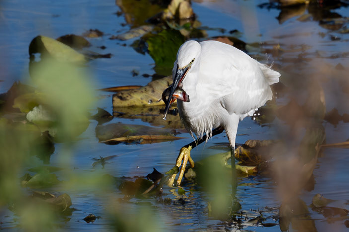 Little Egret with Perch