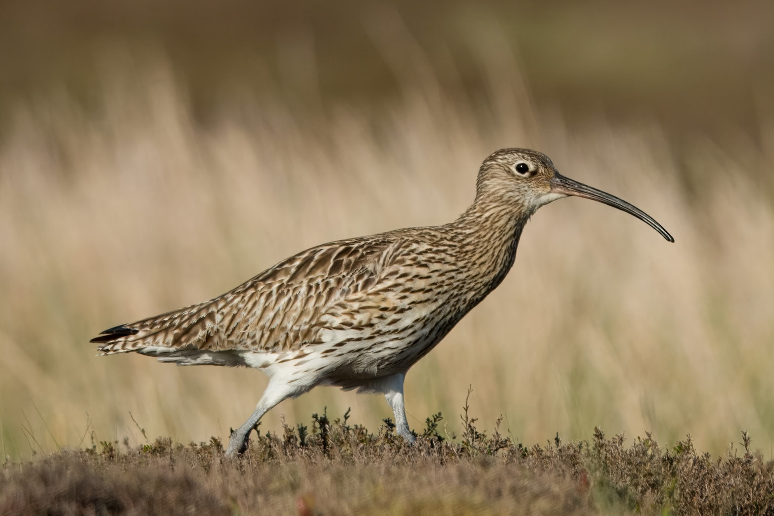 Moorland curlews in Wensleydale