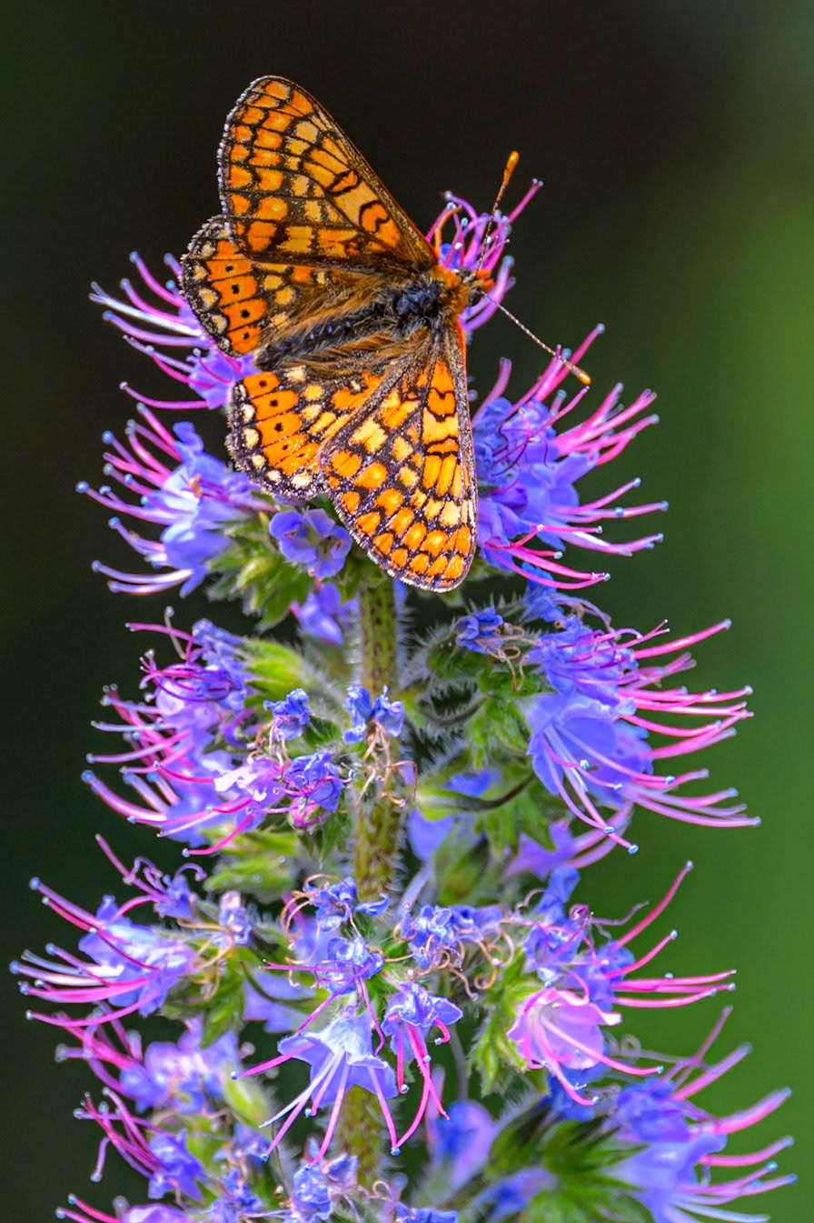Marsh Fritillary