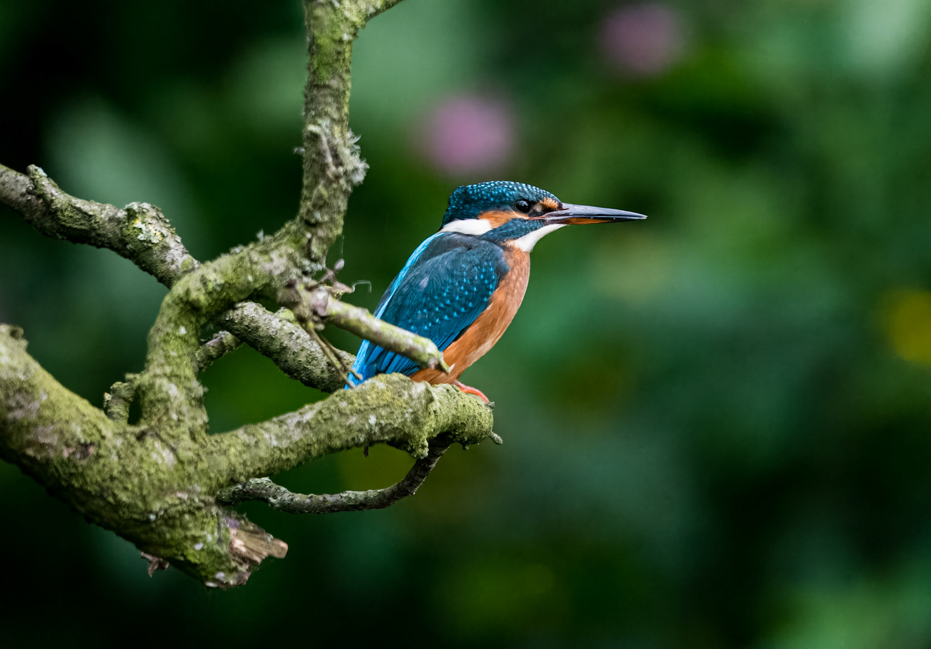 Kingfisher on the River Ure