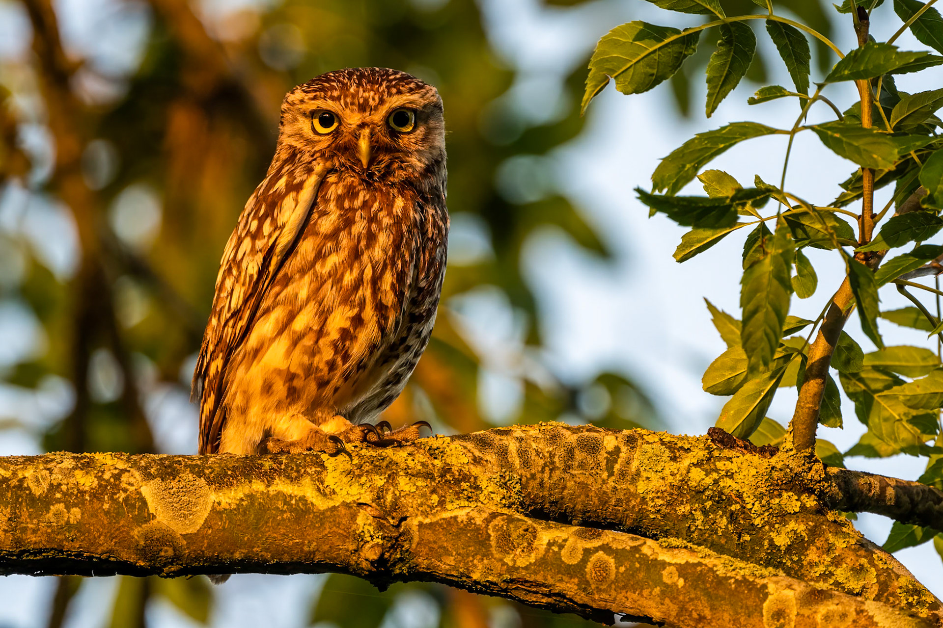 Little Owl at Sunset
