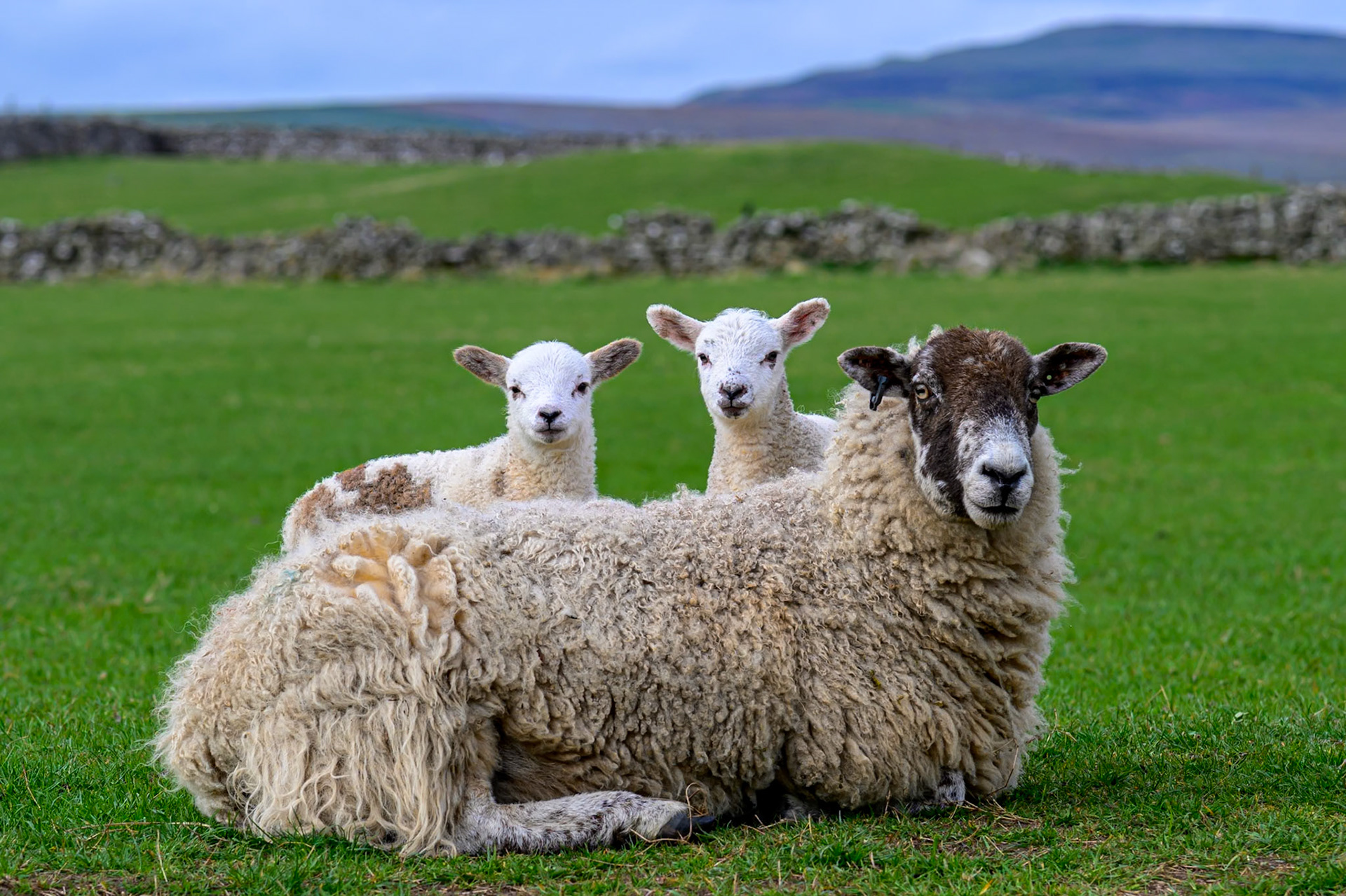 Sheep chiiling in the spring