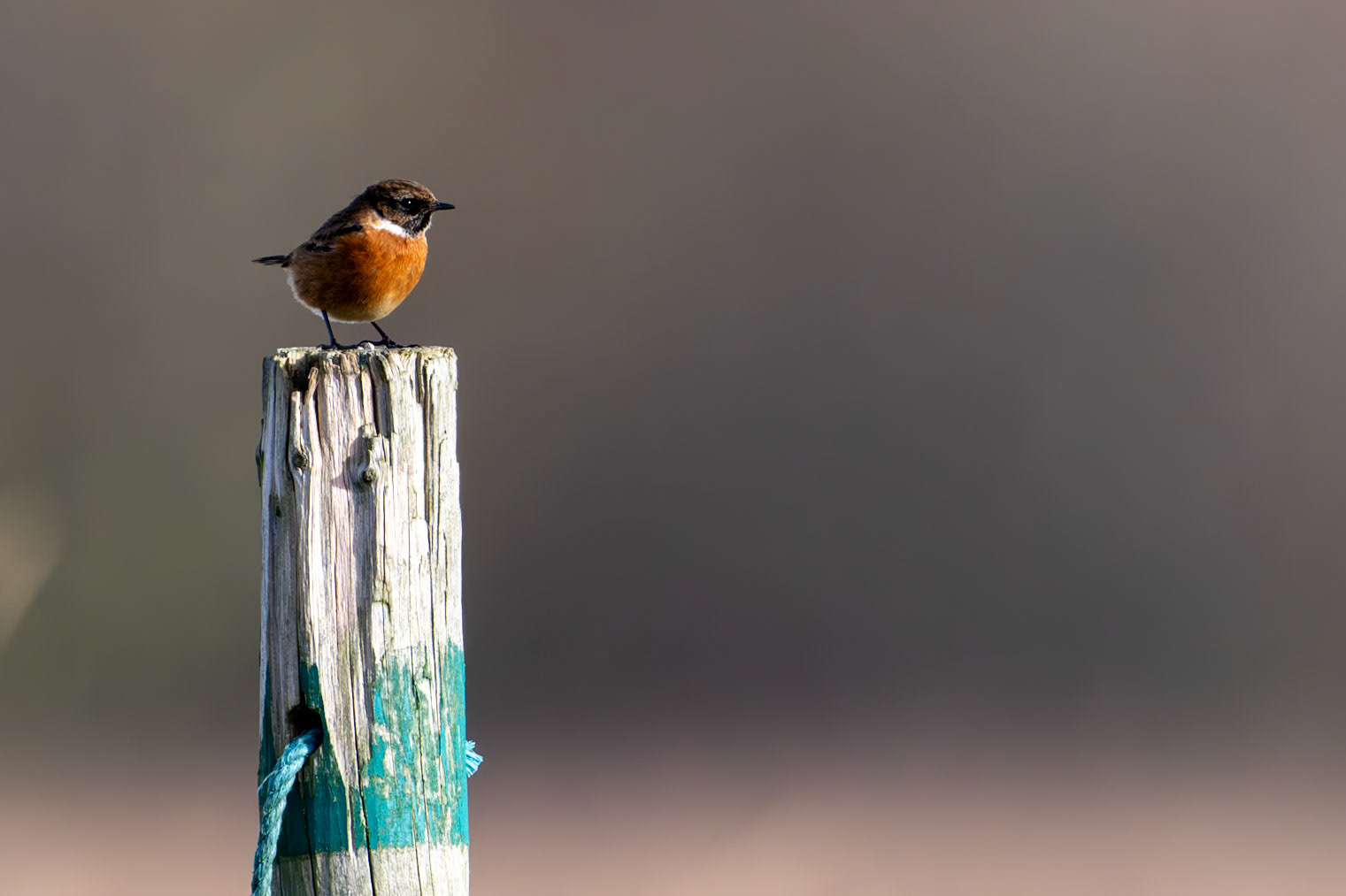 Stonechat