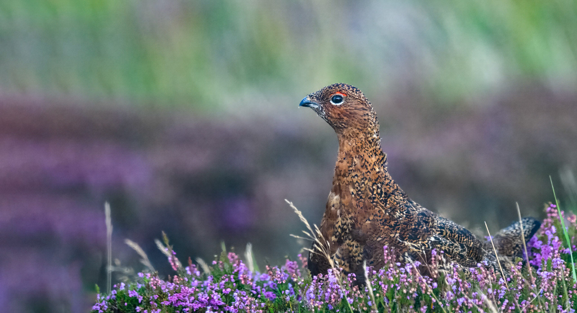 Moorland Grouse