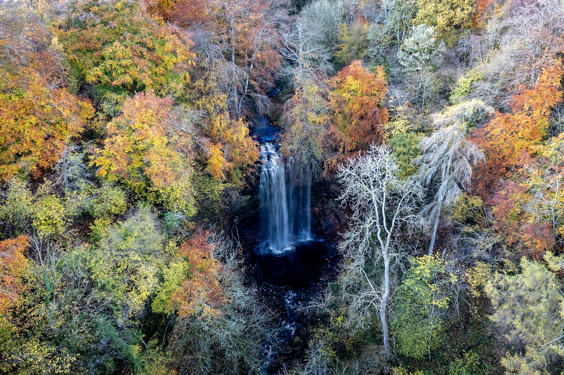 Whitfield Gill Force