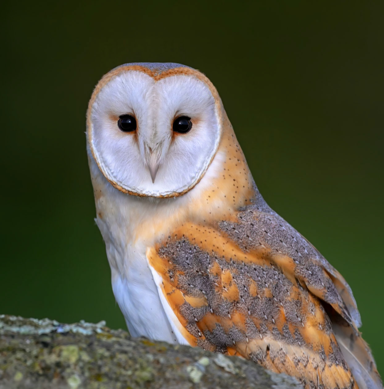 Surprised Barn Owl