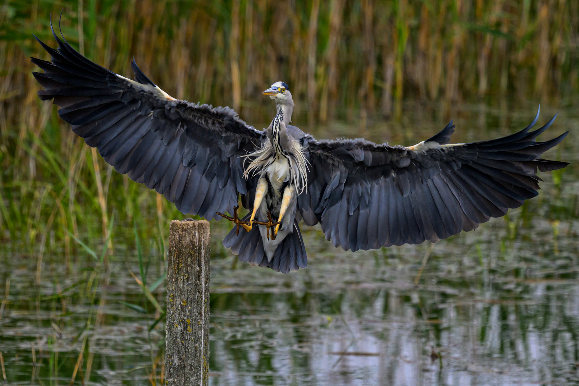 Heron Landing