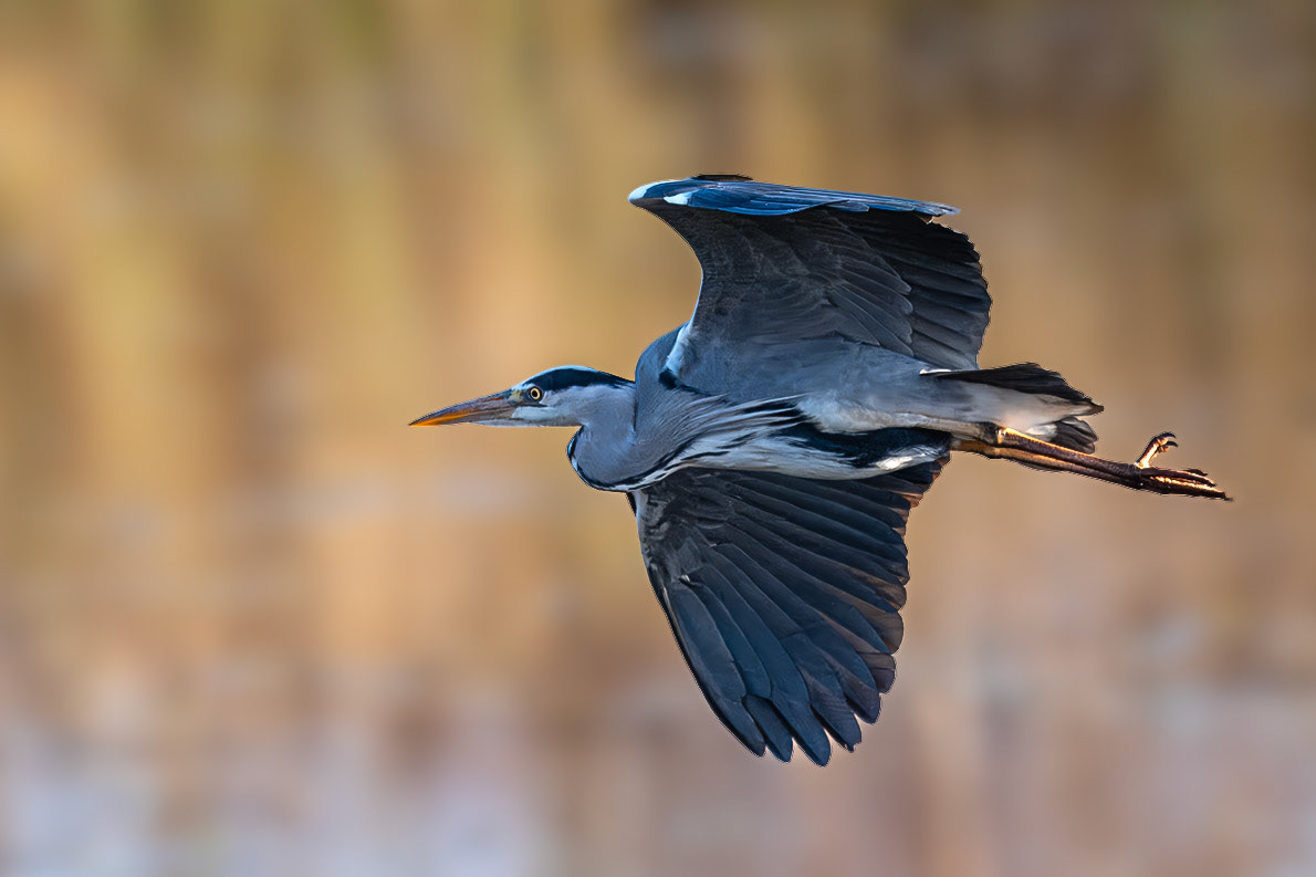 Heron in Flight
