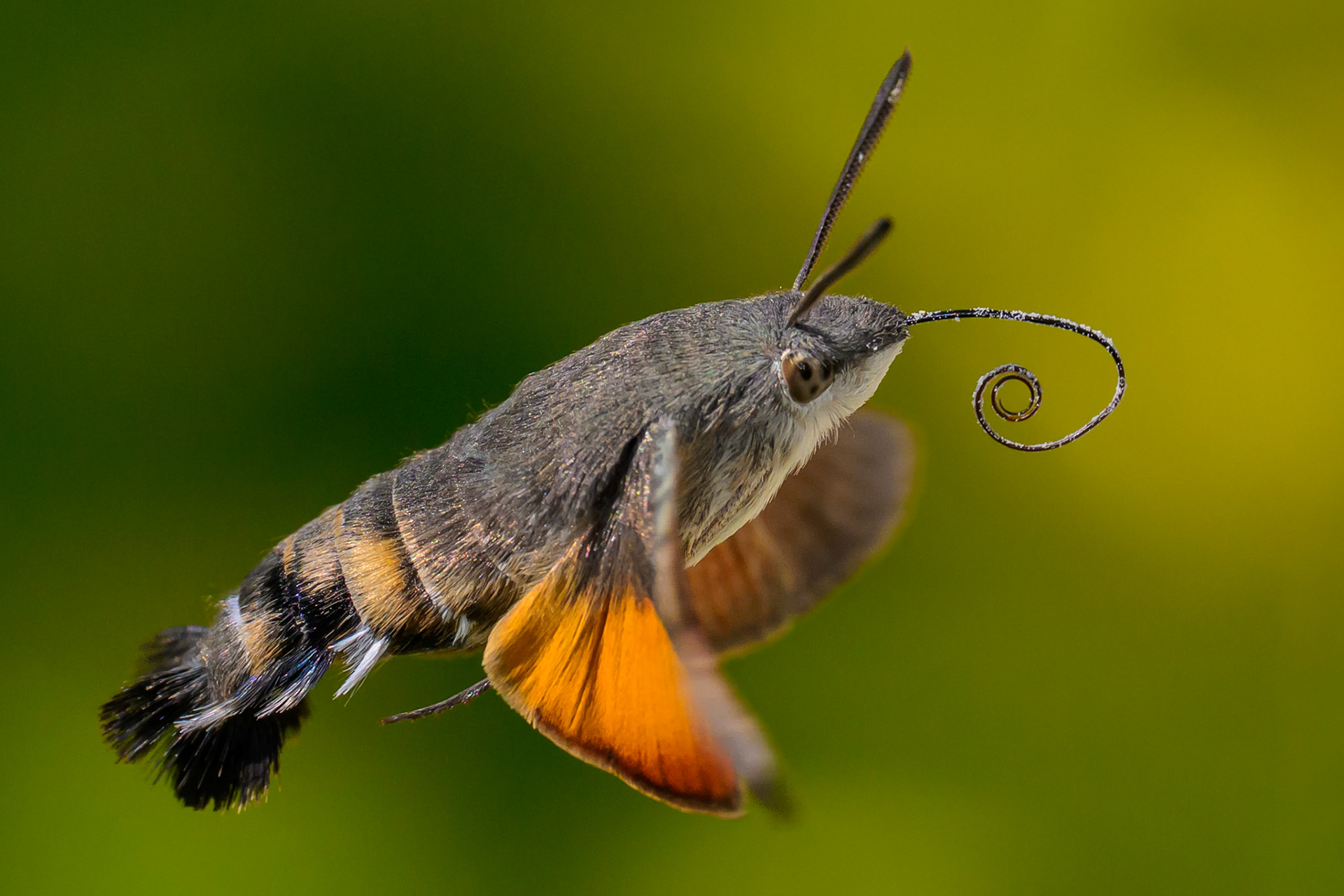Hummingbird Hawk-Moth