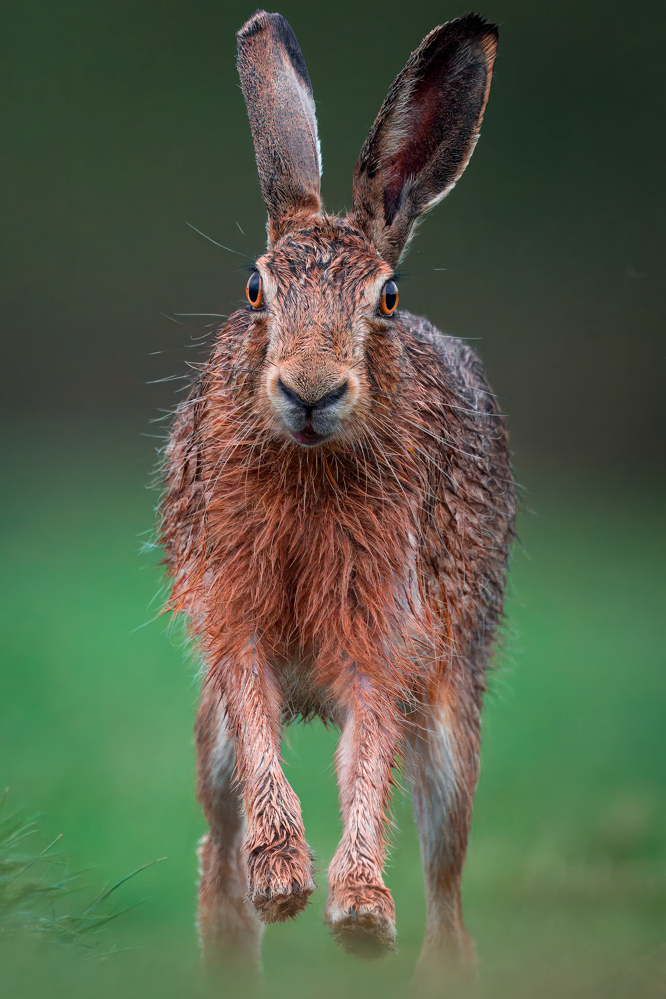 Brown Hare