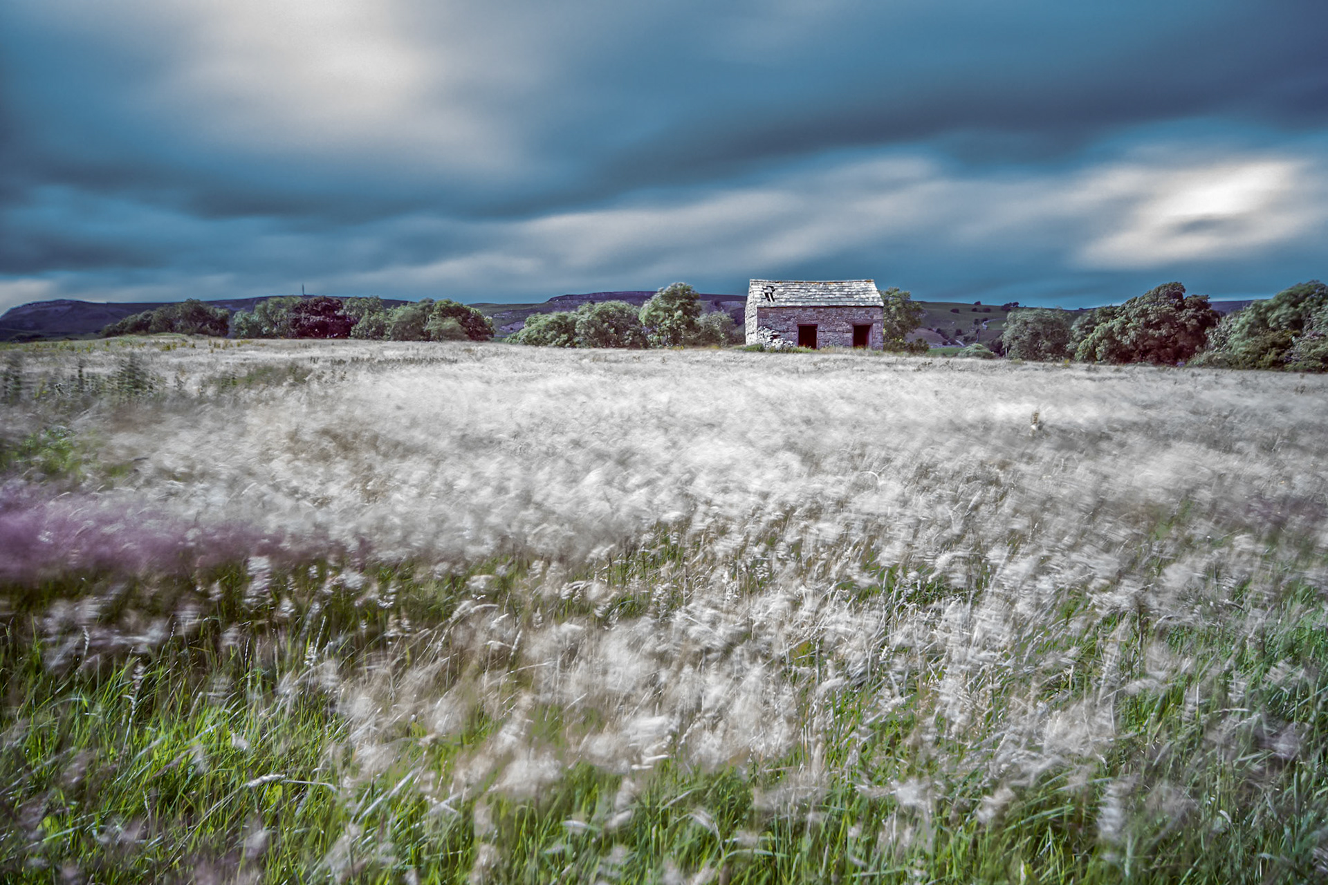 Wild Flower Meadows