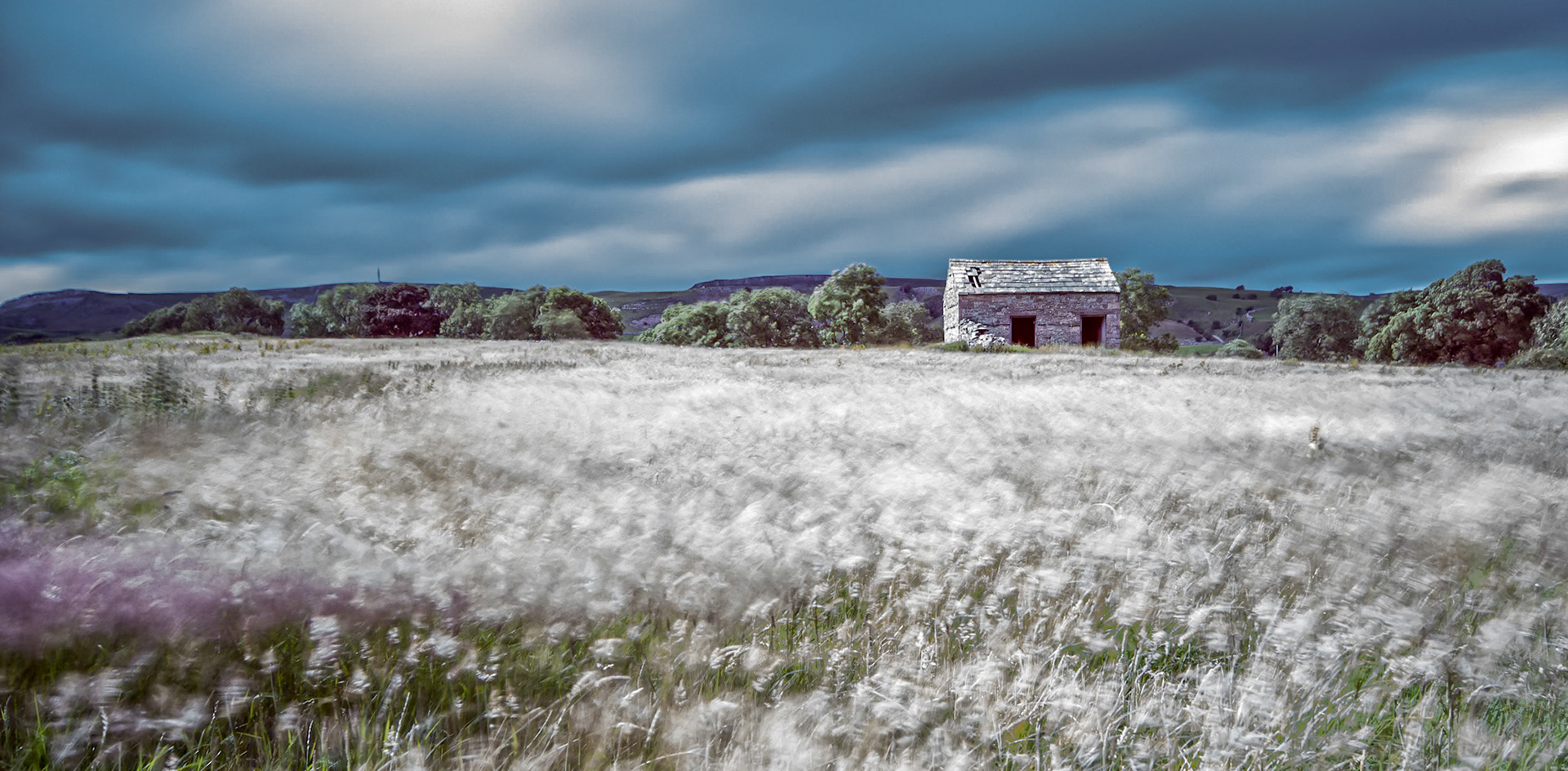Wild Flower Meadows