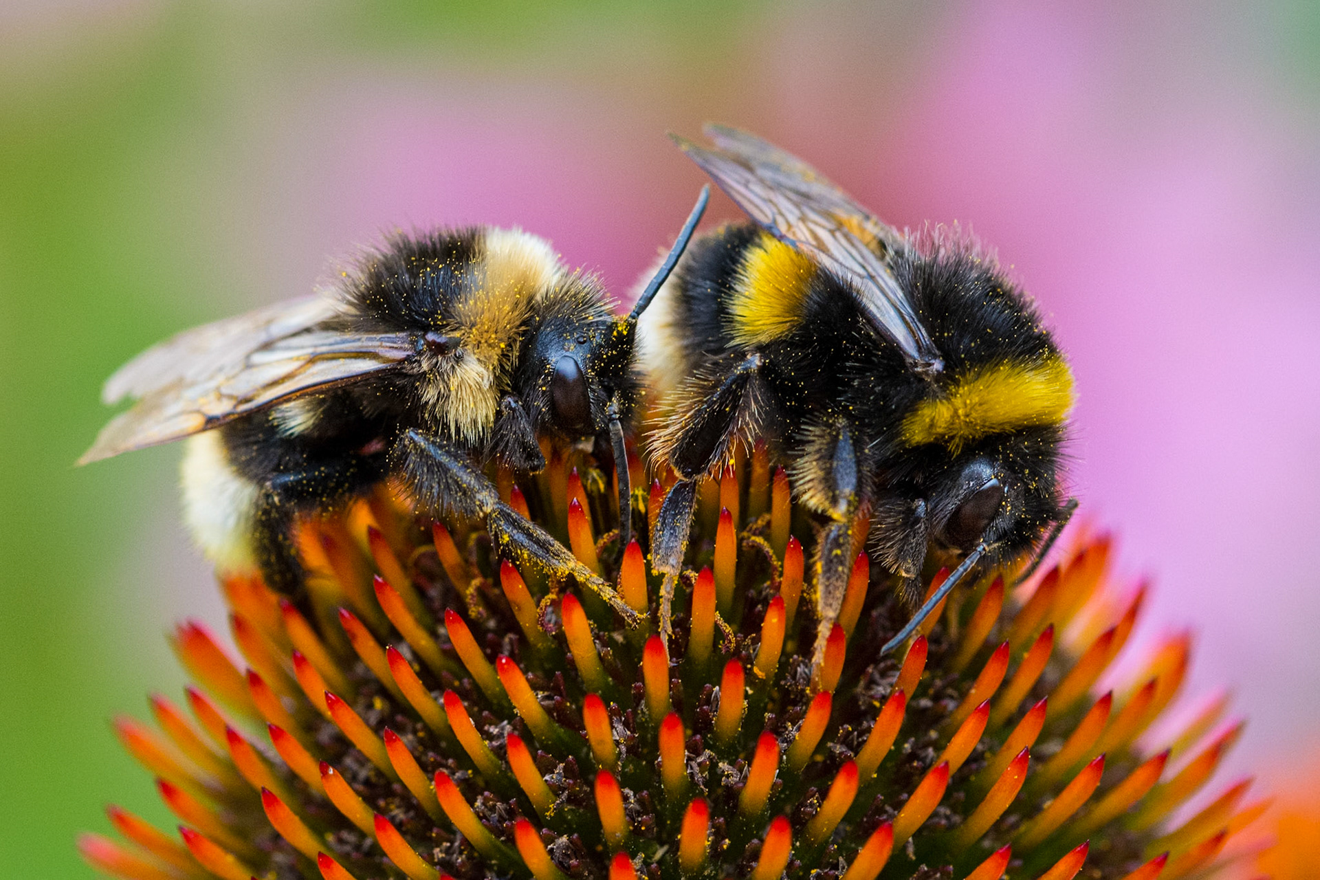 Tired Bees