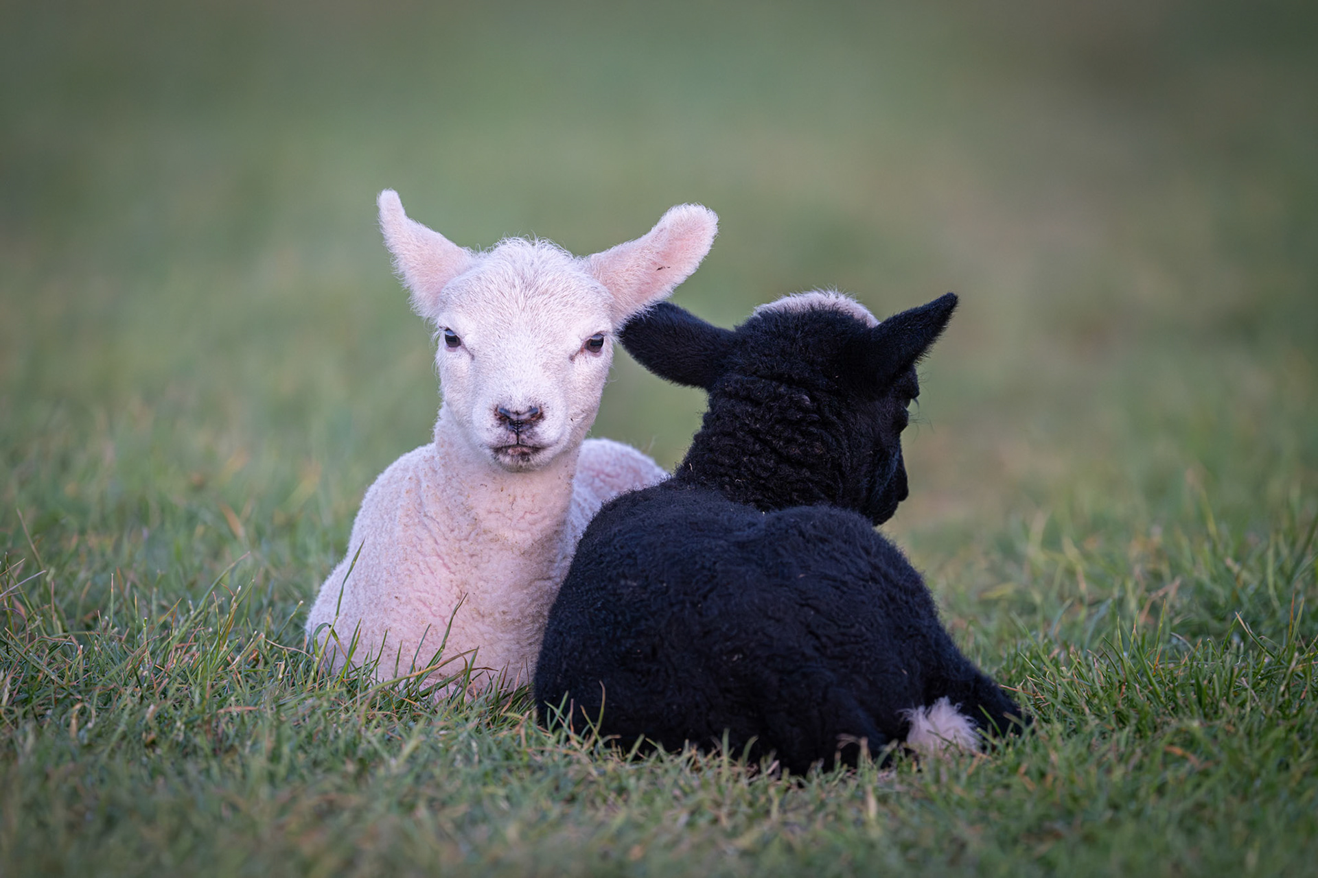 Sheep on the footpath