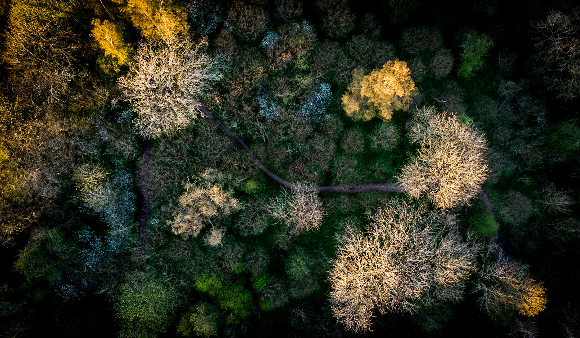 Freeholders Wood
