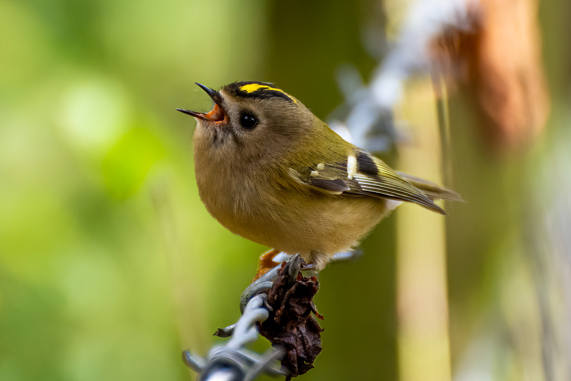 Goldcrest