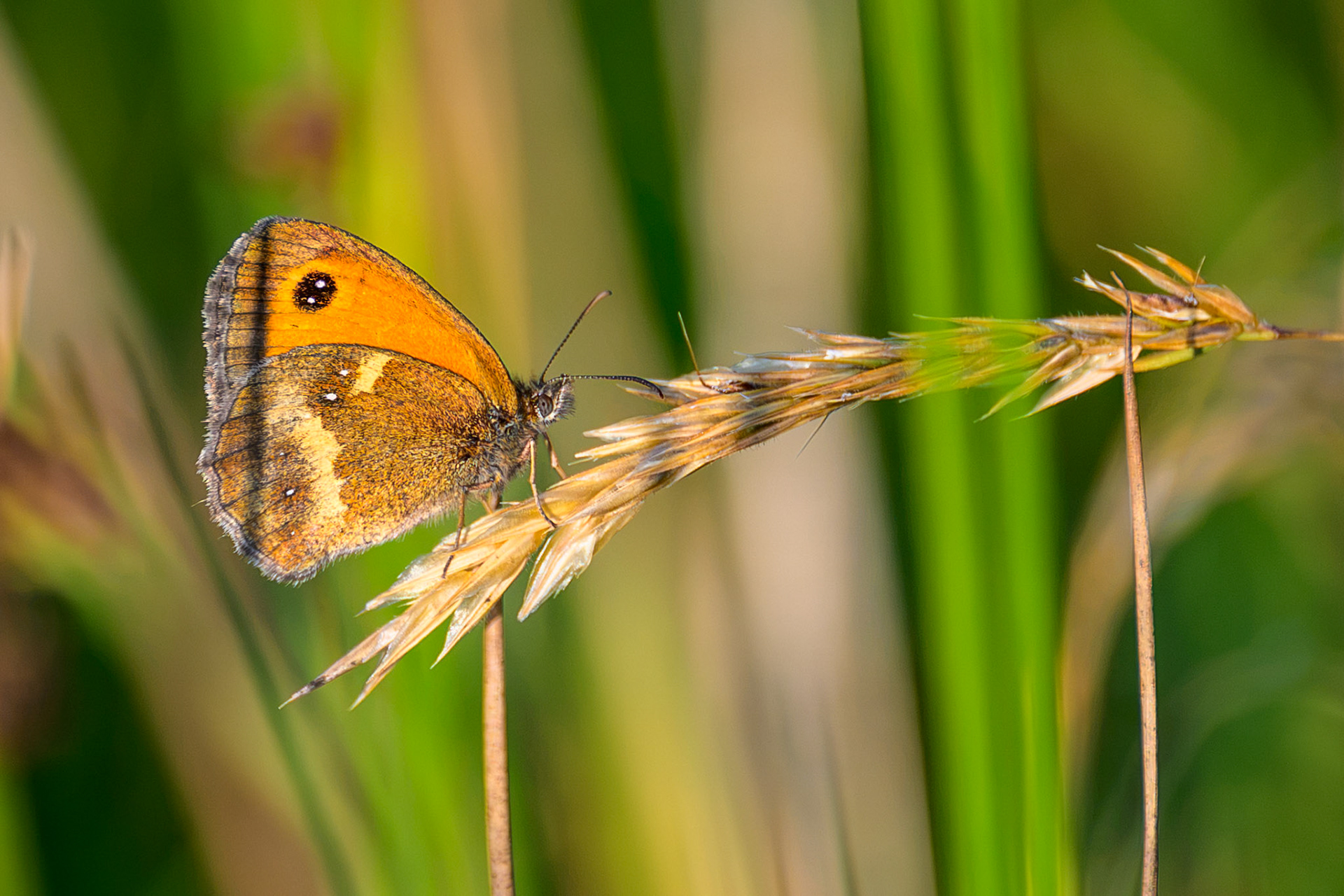 Gatekeeper Resting