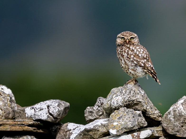 My Local Little Owl