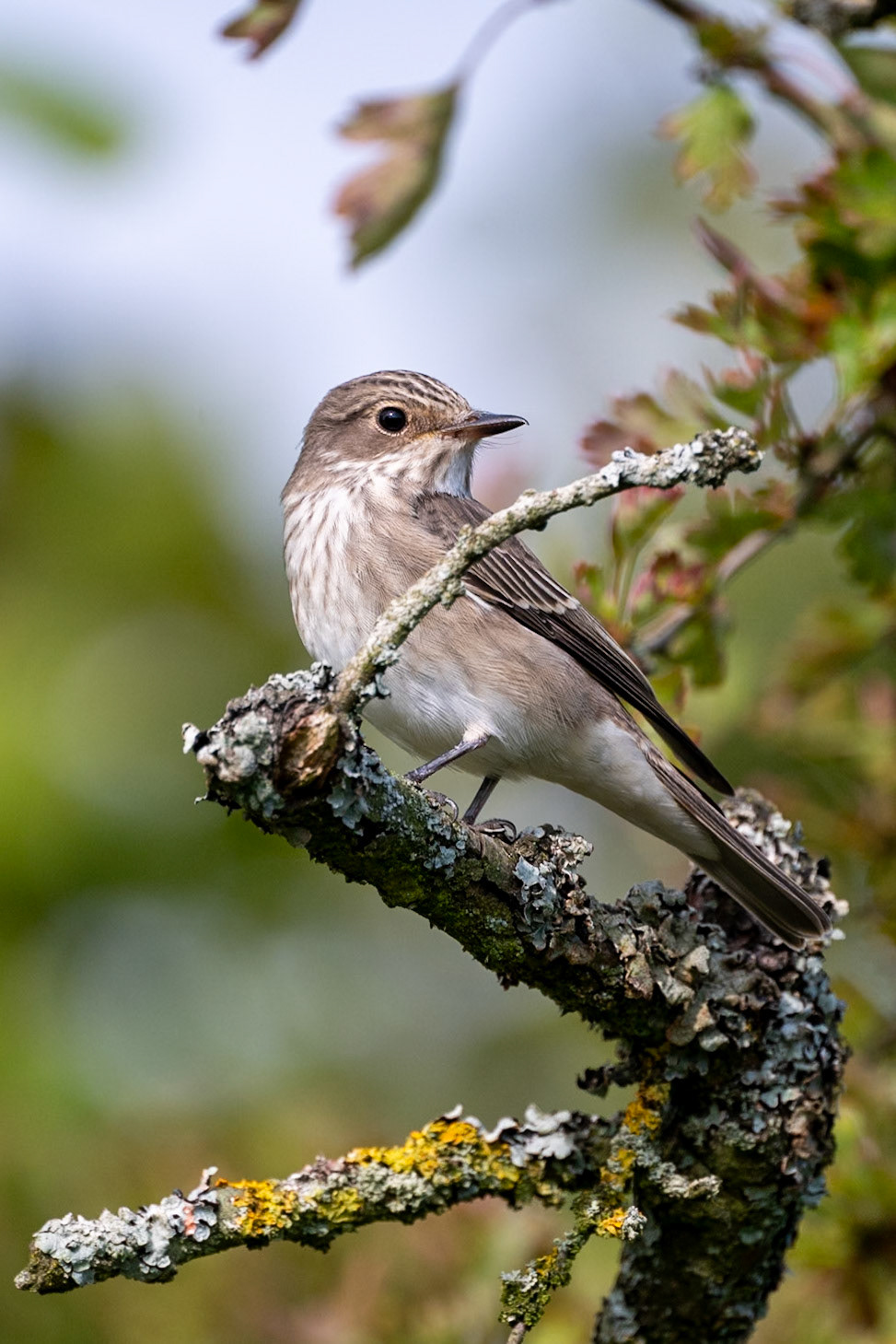 Spotted Flycatcher