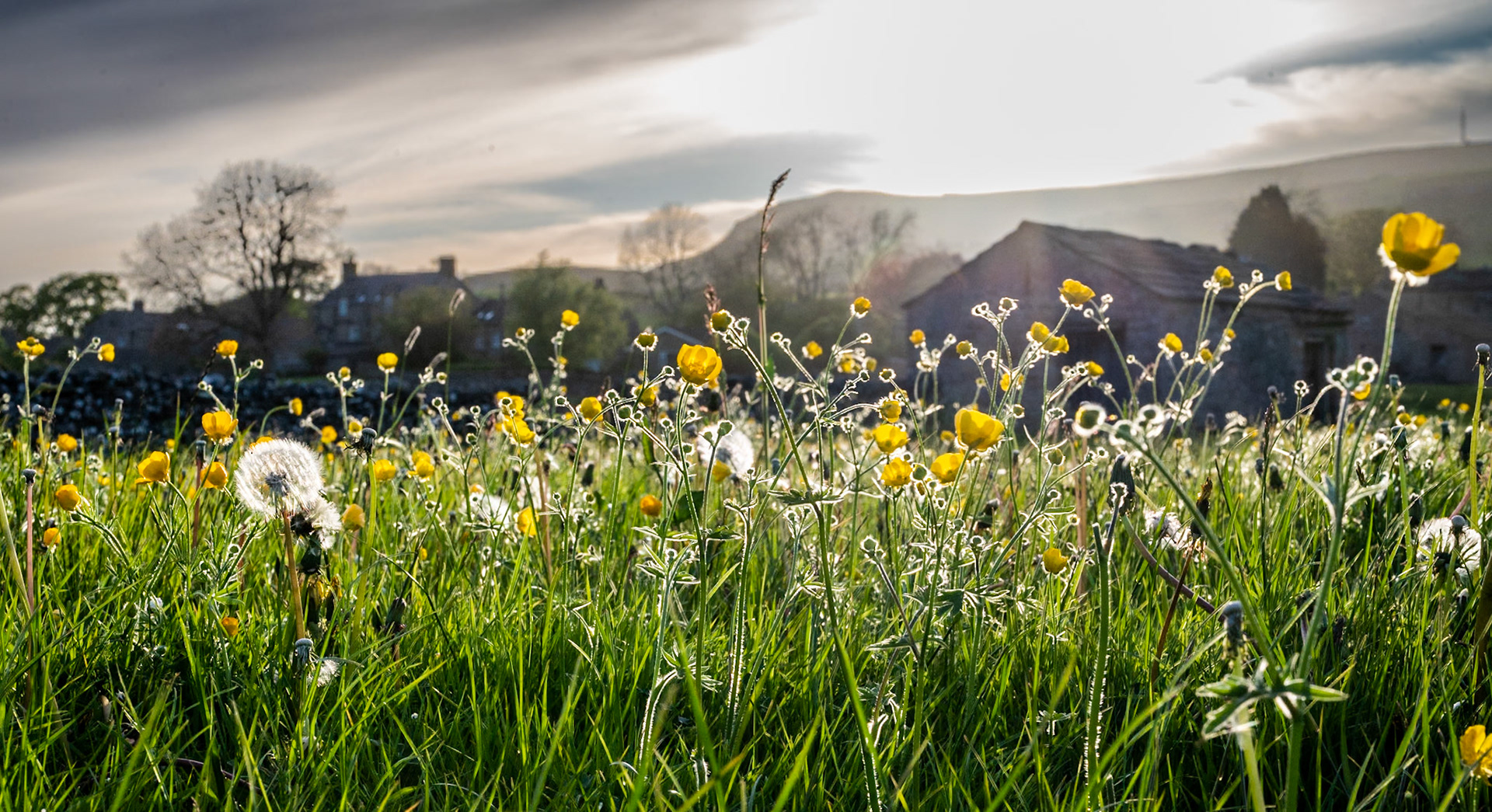 Wild Flower Meadows in Carperby