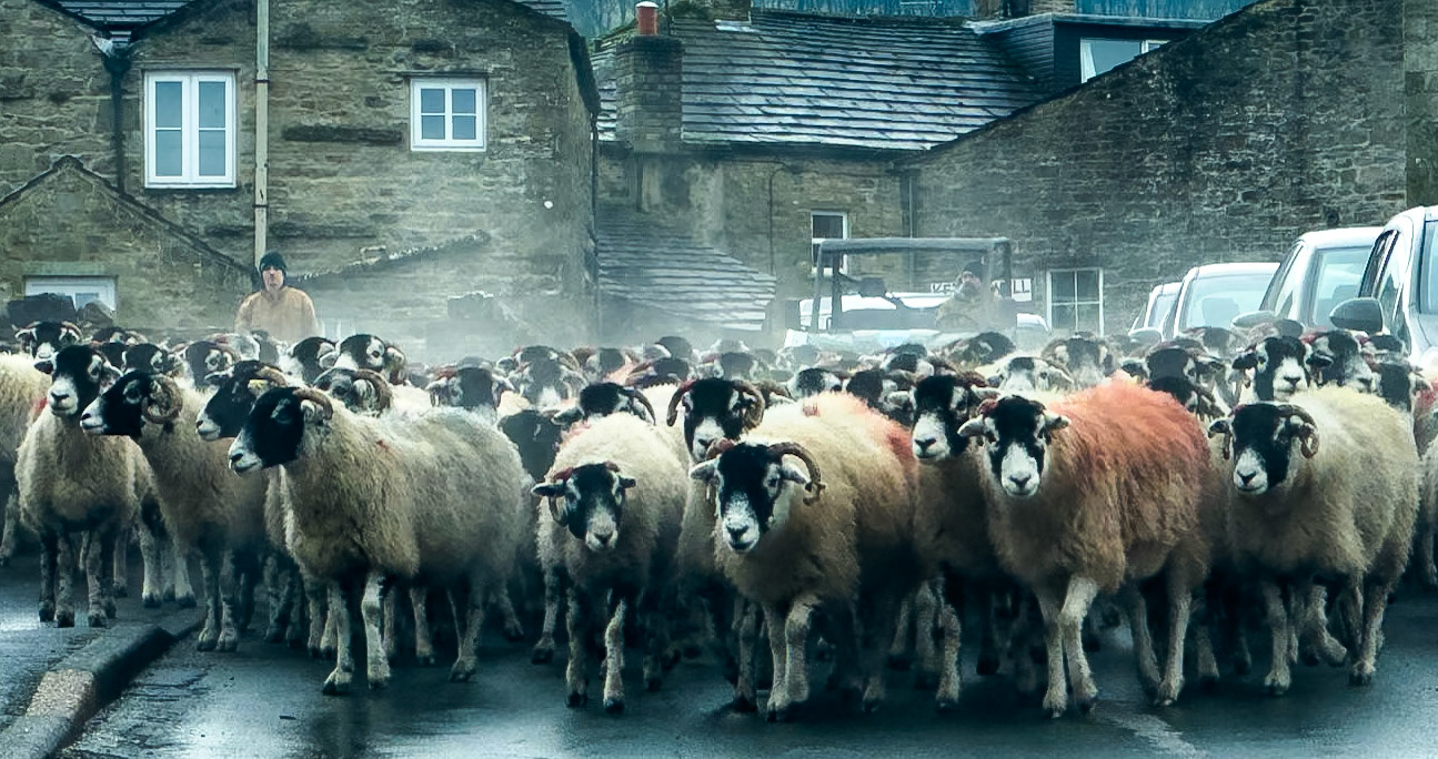 Moving sheep in Gayle (iphone)