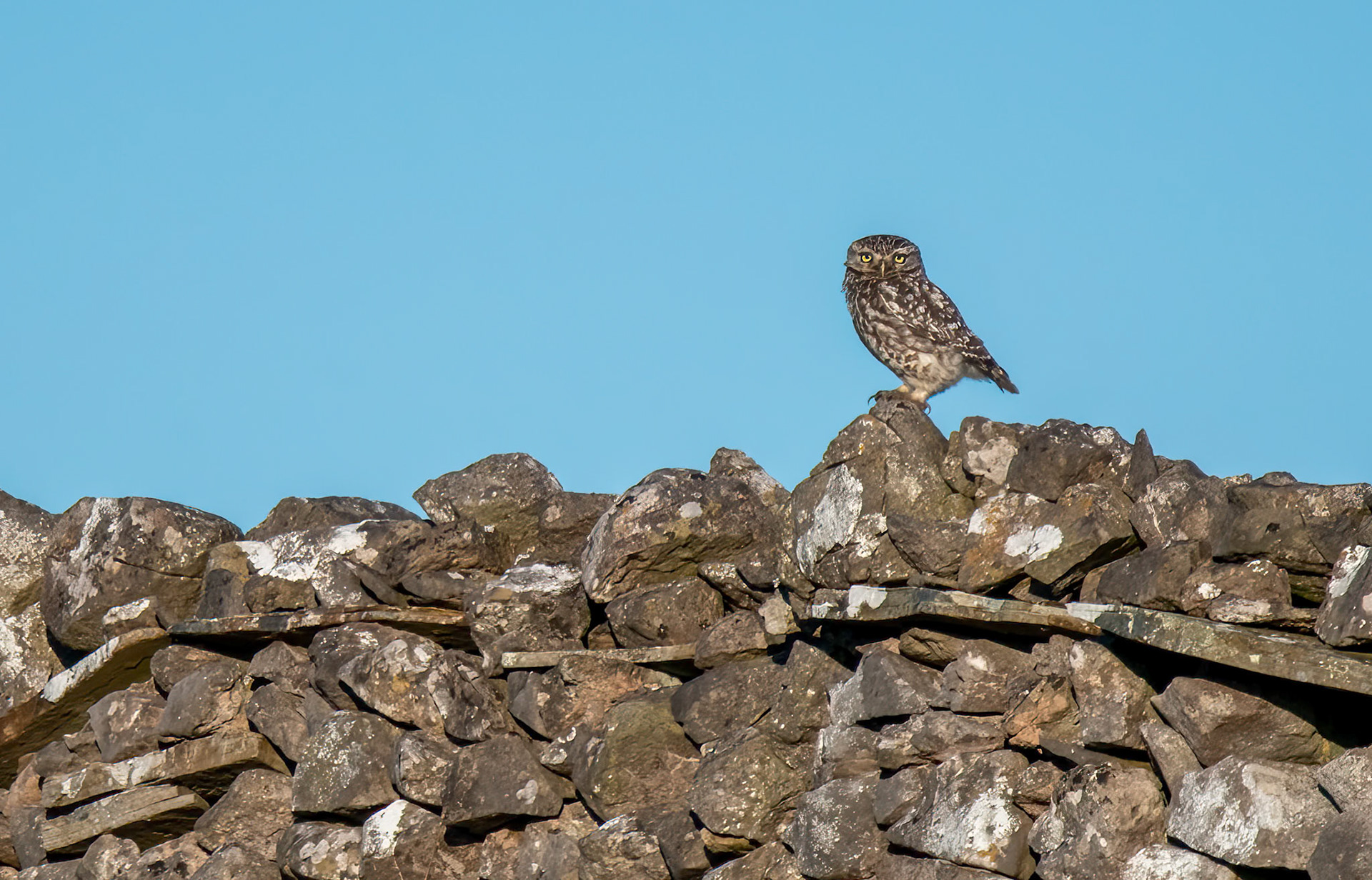 Little Owl on a Dry Stone Wall