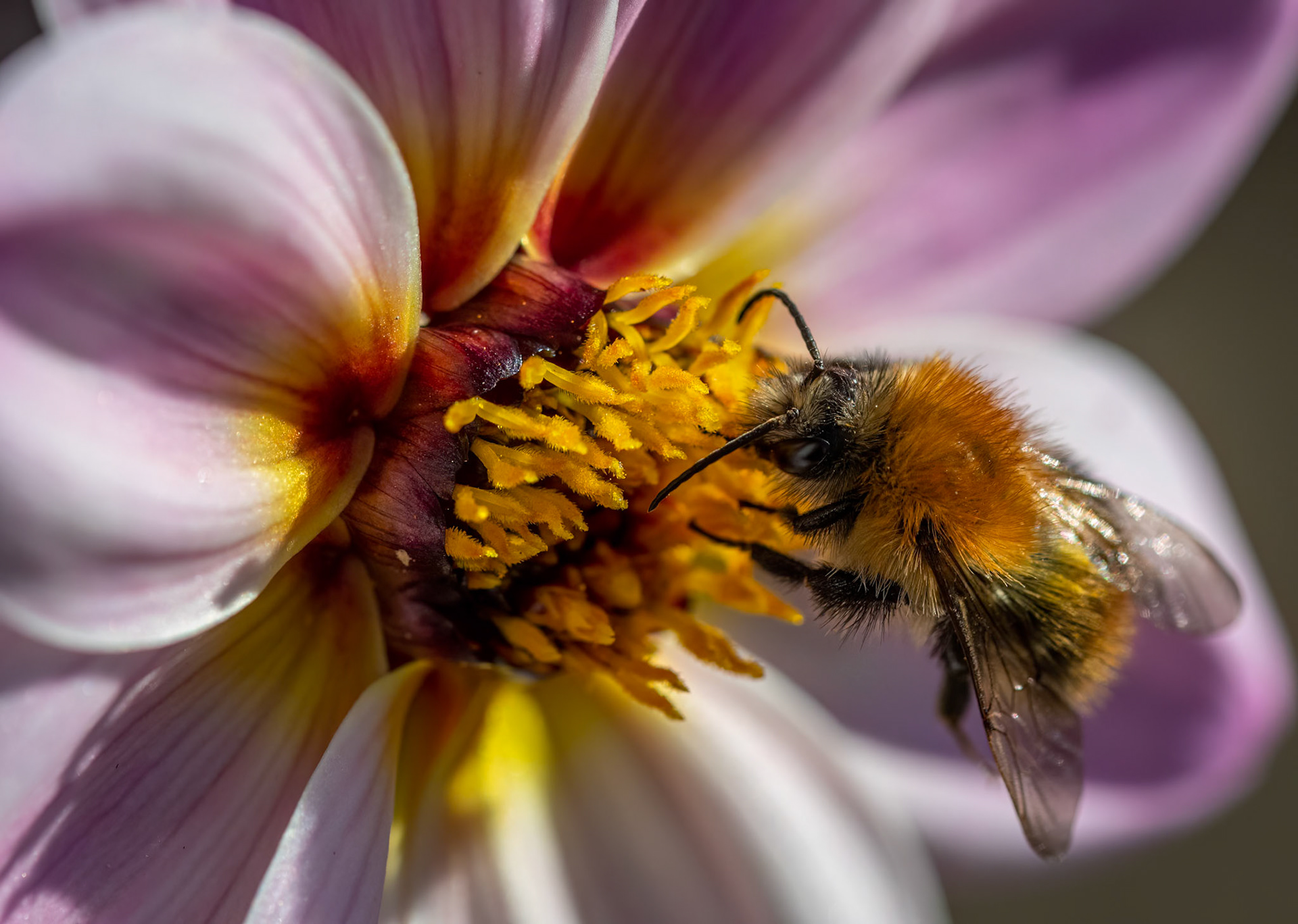 A Working Flower