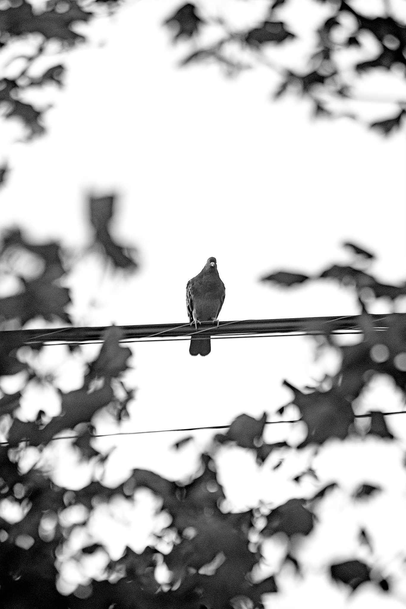 Pigeon
