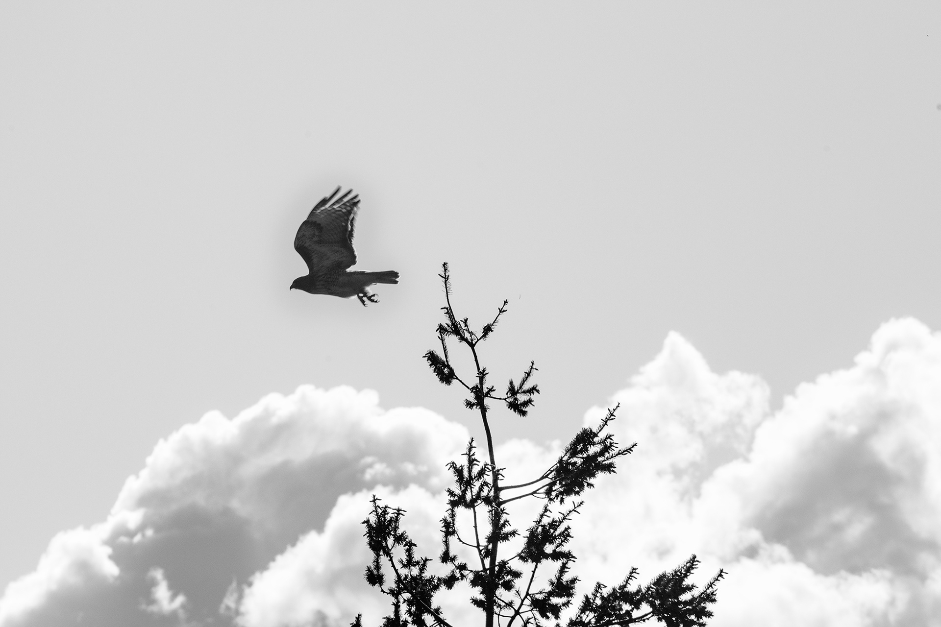 Hunting over Mount Tabor