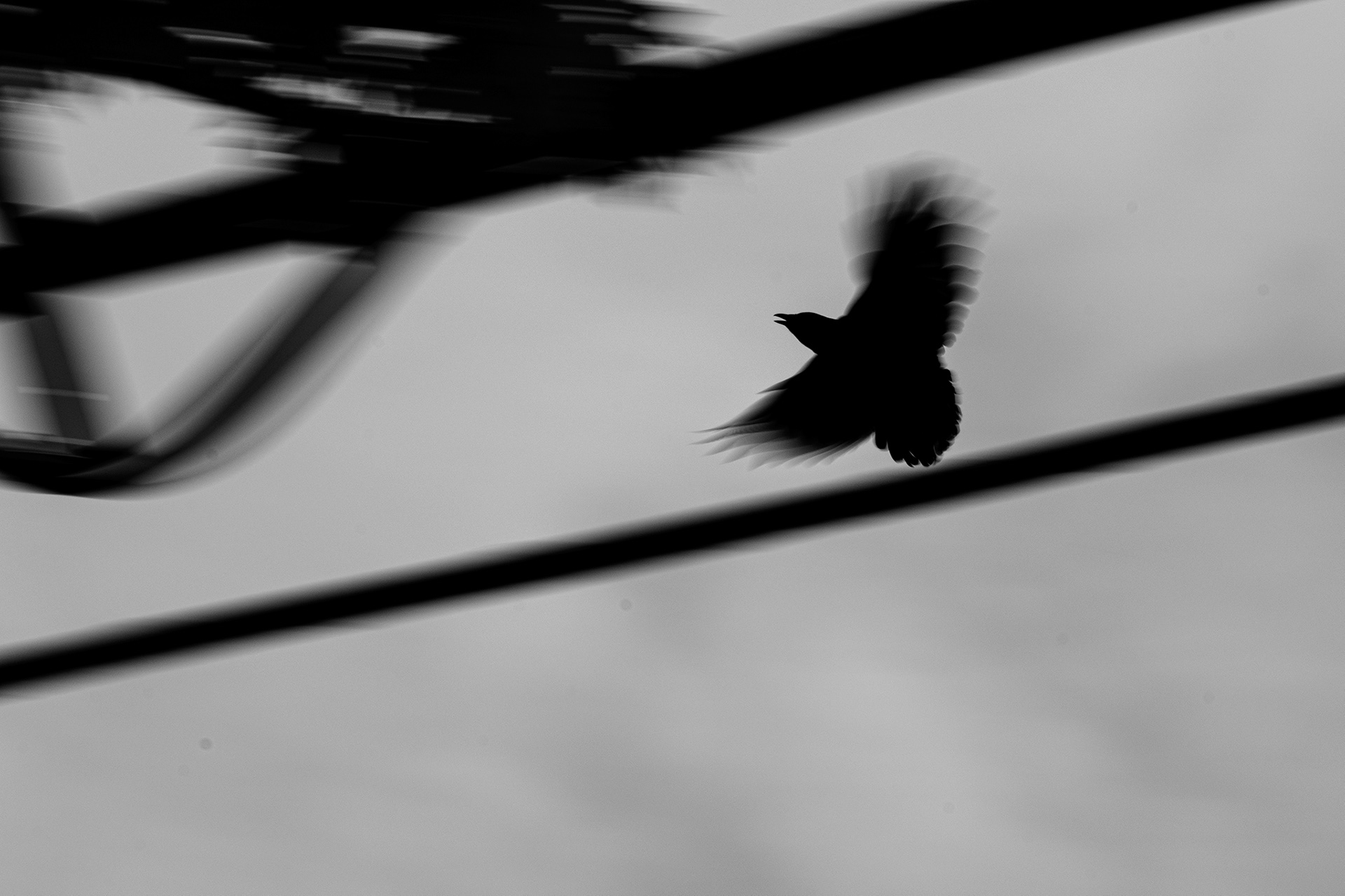 Angry Crow