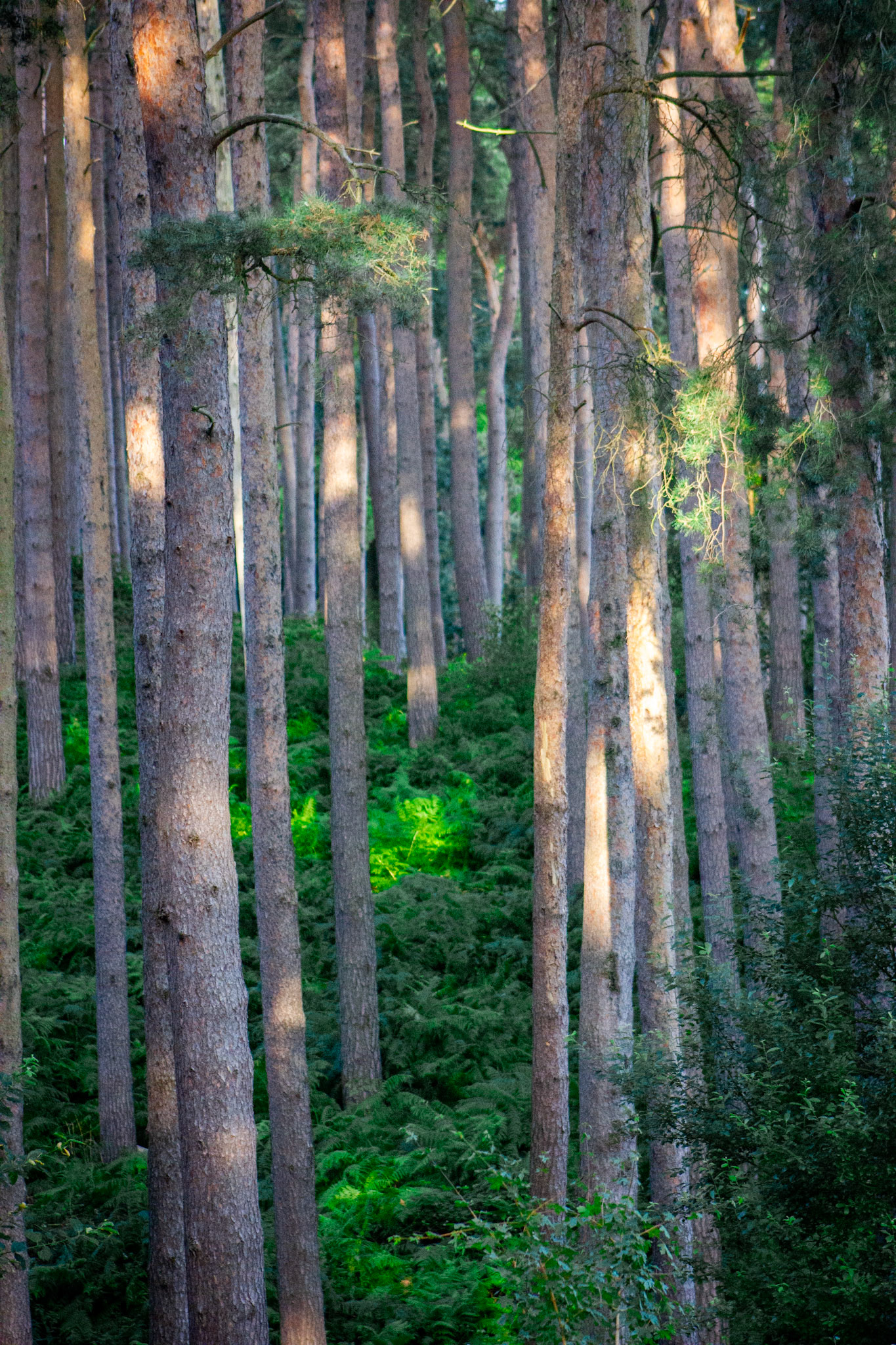 Center Parcs, Woburn Forest