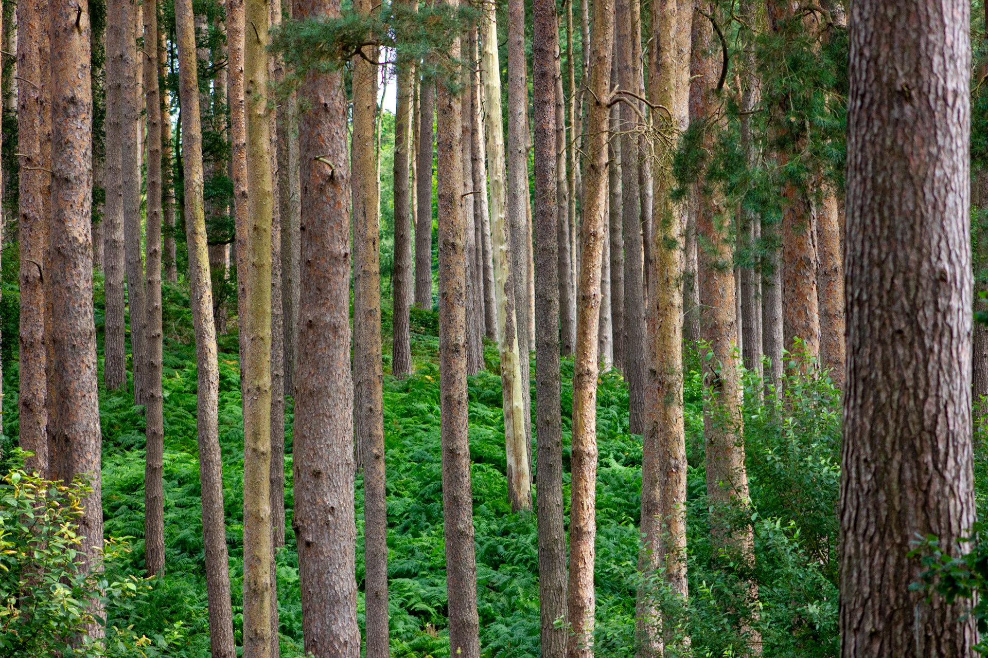 Center Parcs, Woburn Forest