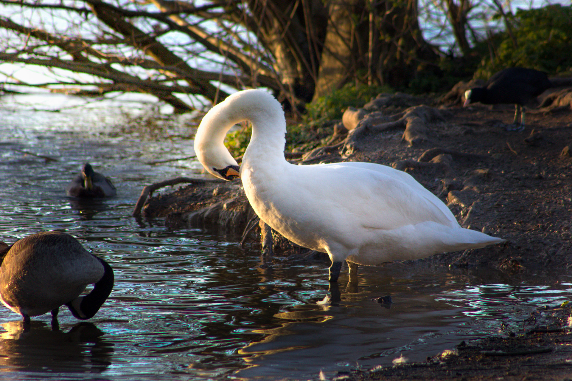 Rickmansworth Aquadrome