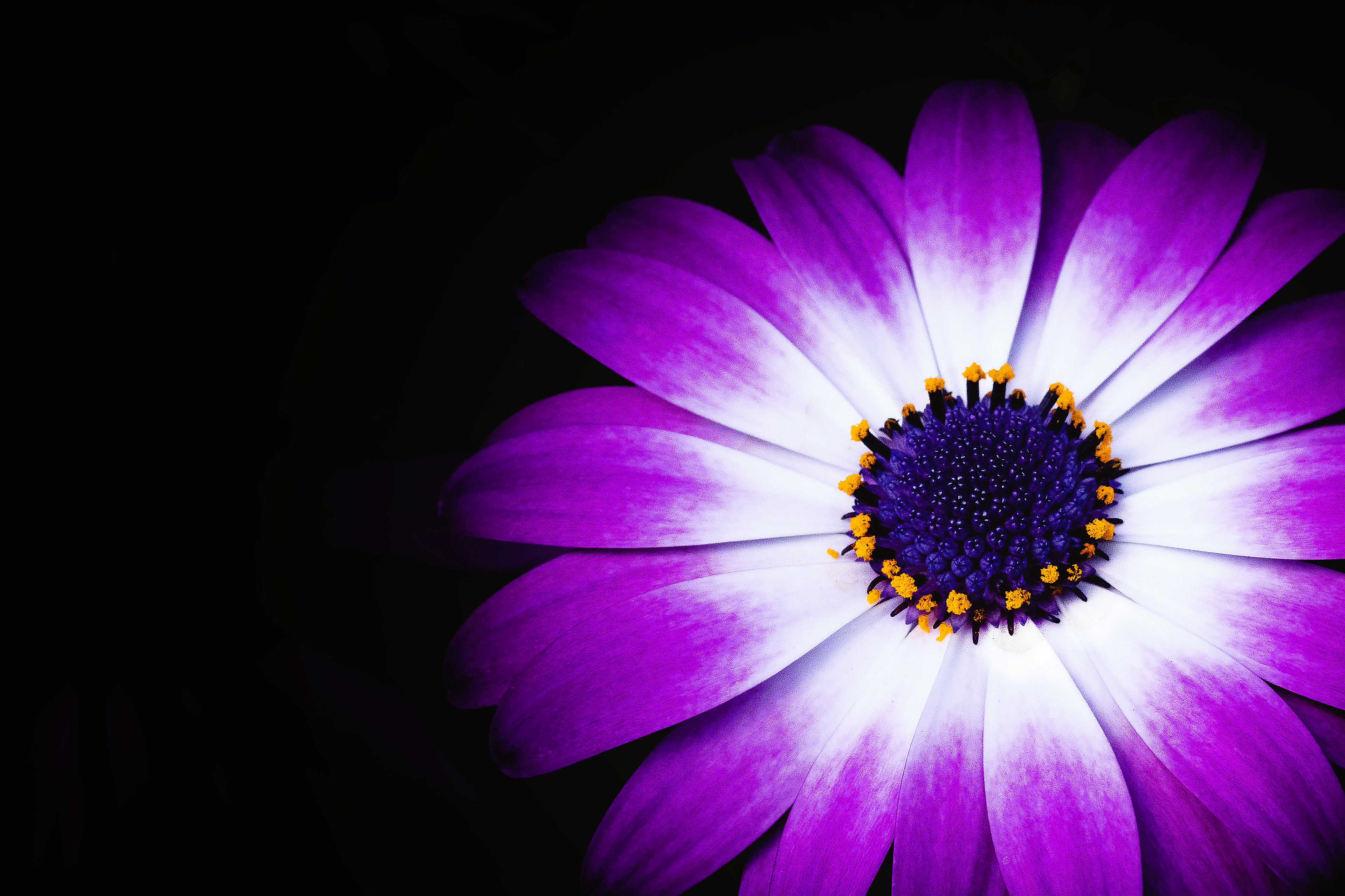 Daisybush