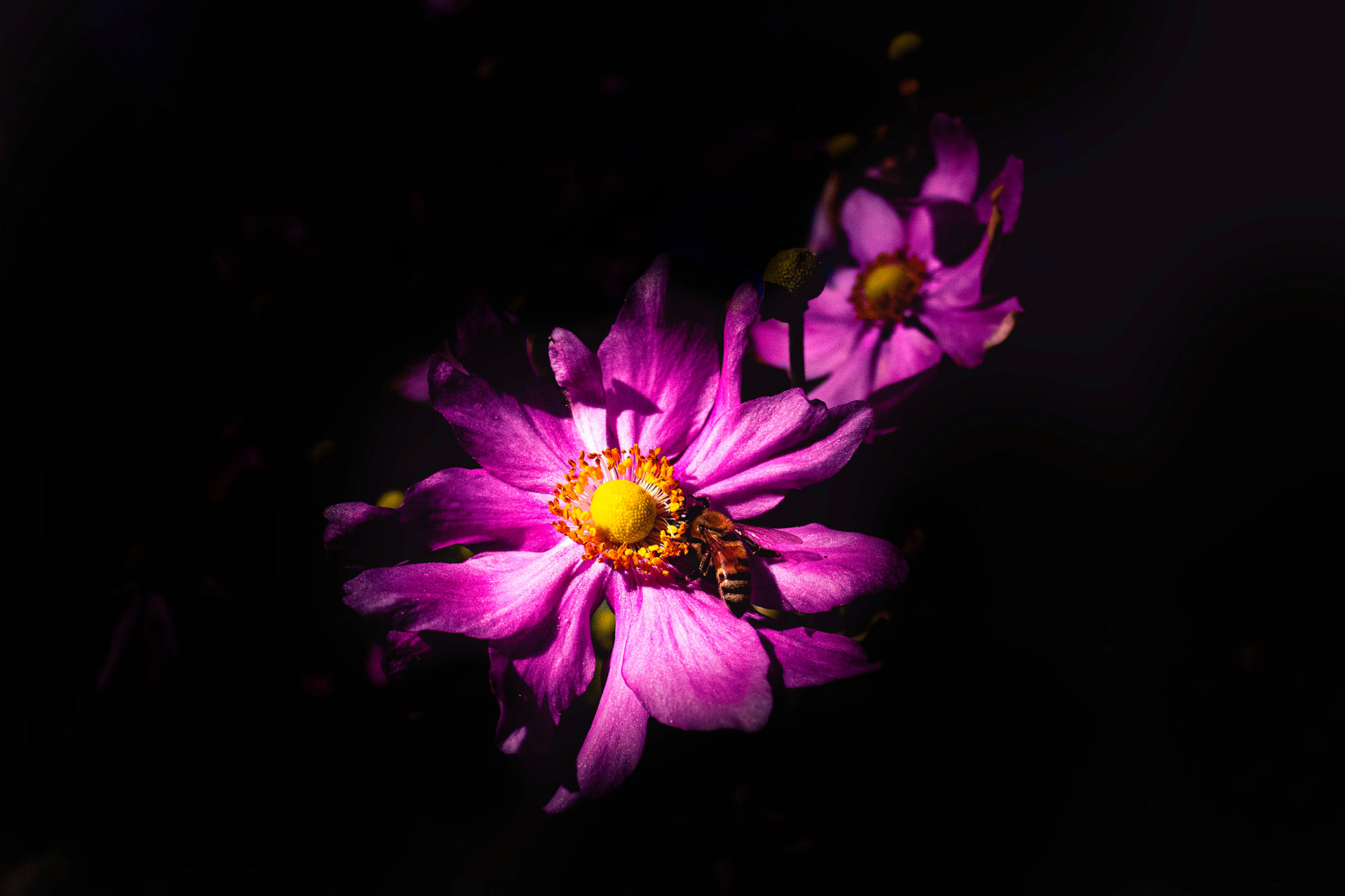 Bee