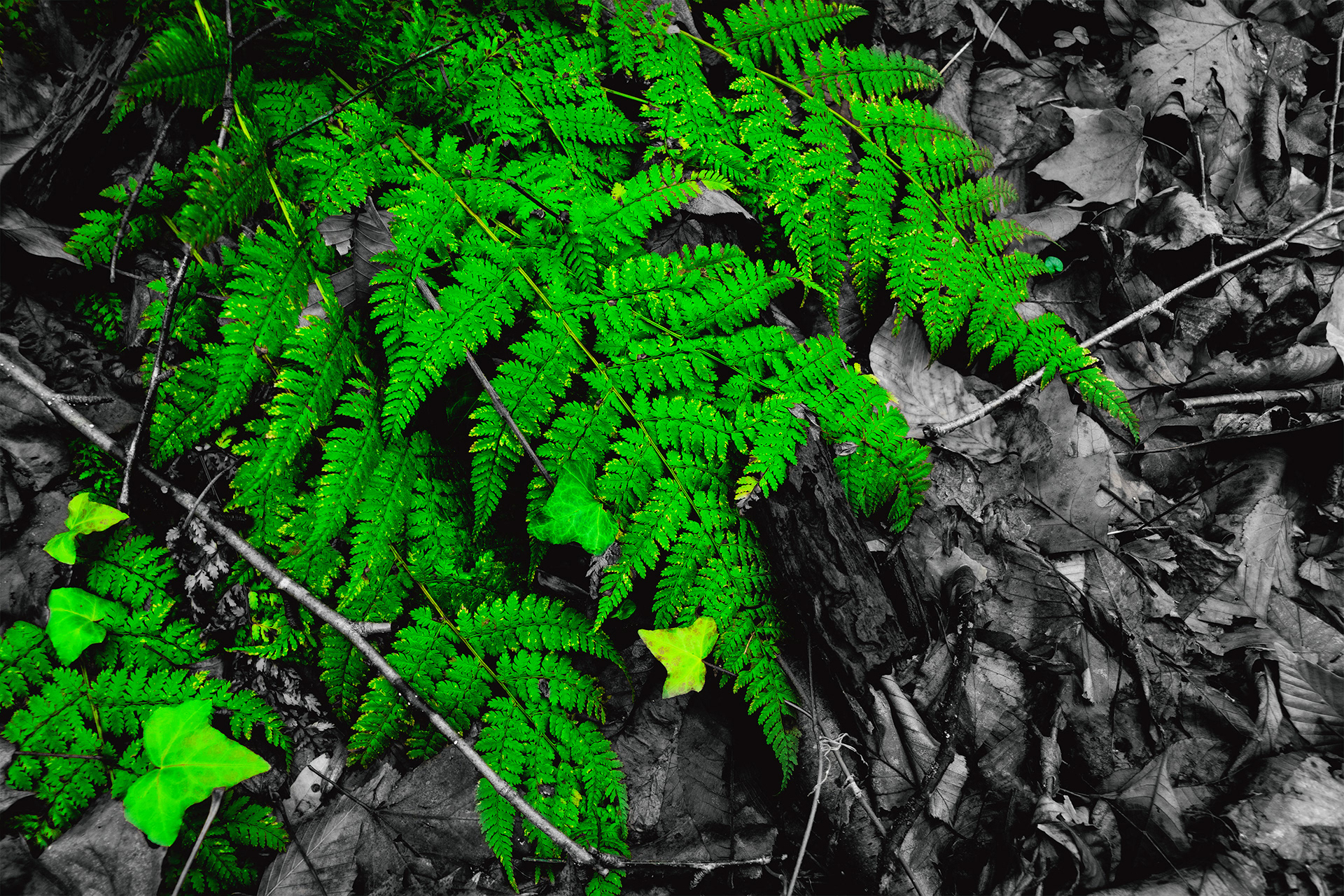 Fresh Greens