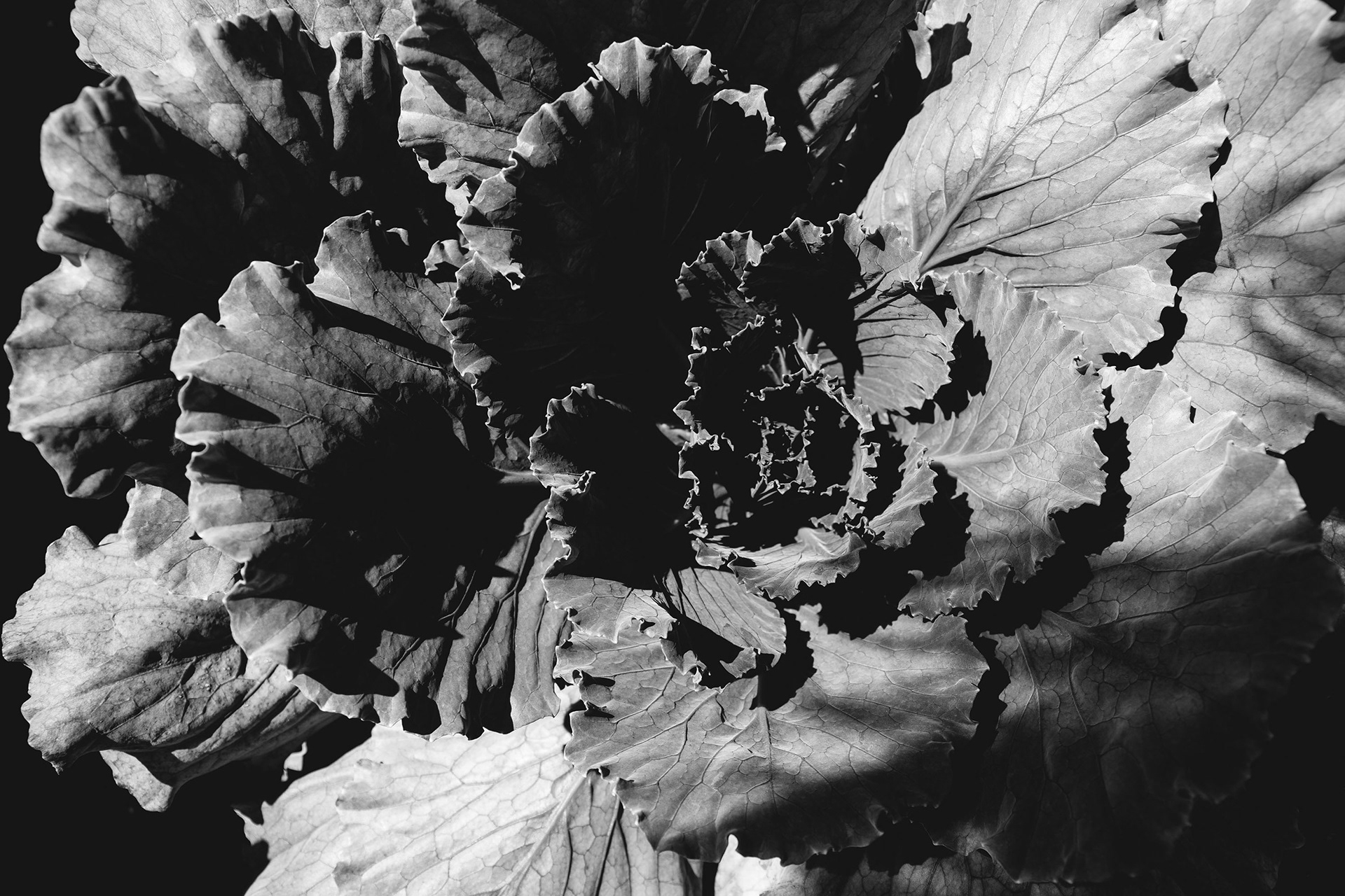 Cabbage Patch