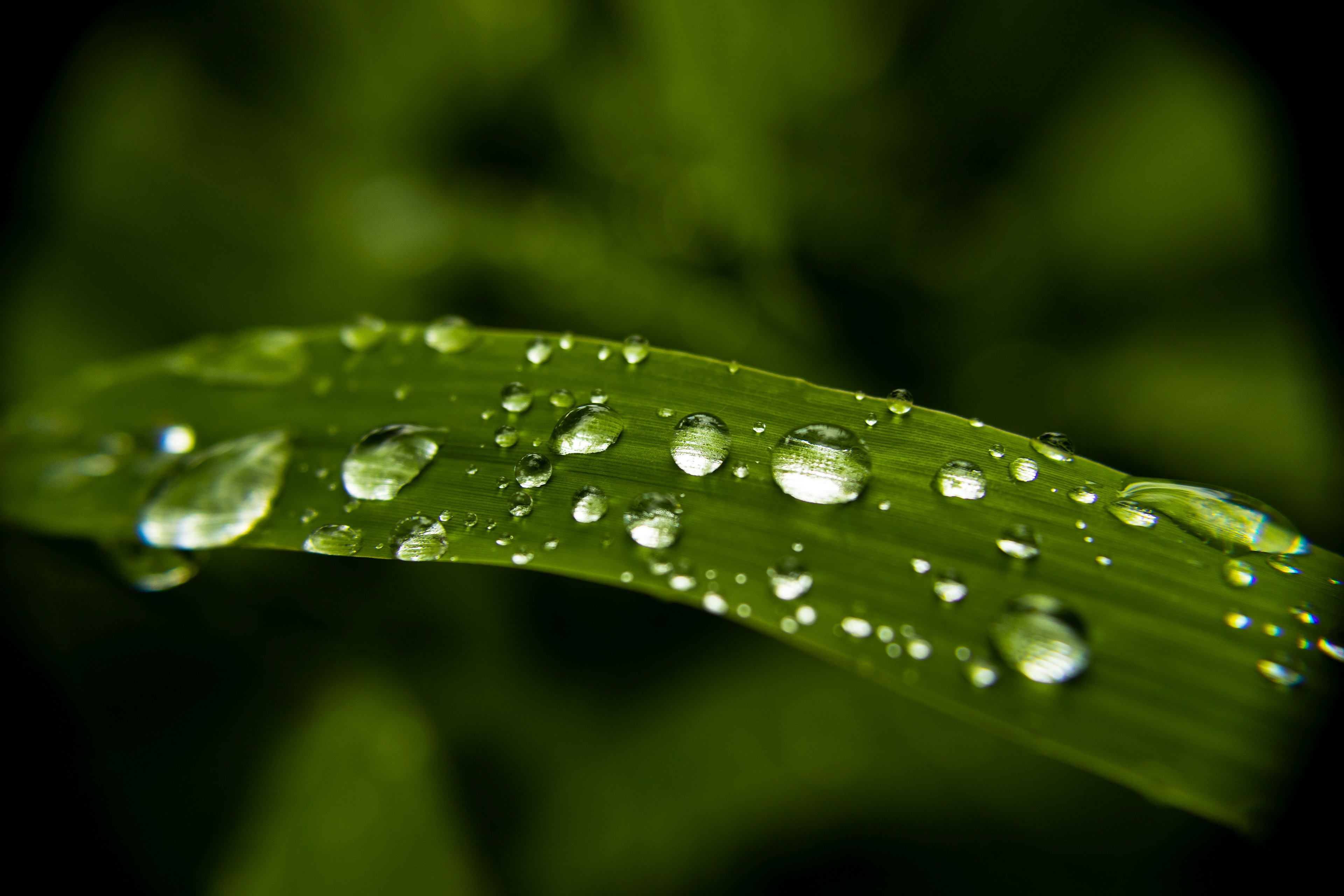 Macro image of raindrops on a long, thin green leaf.