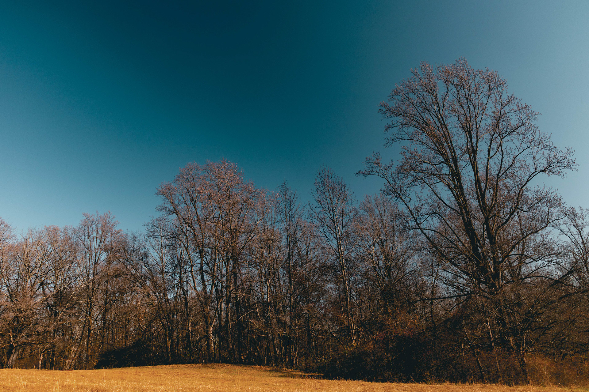 More Trees