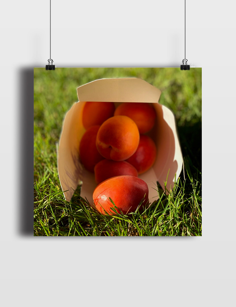 Visuel Abricots vente en ligne