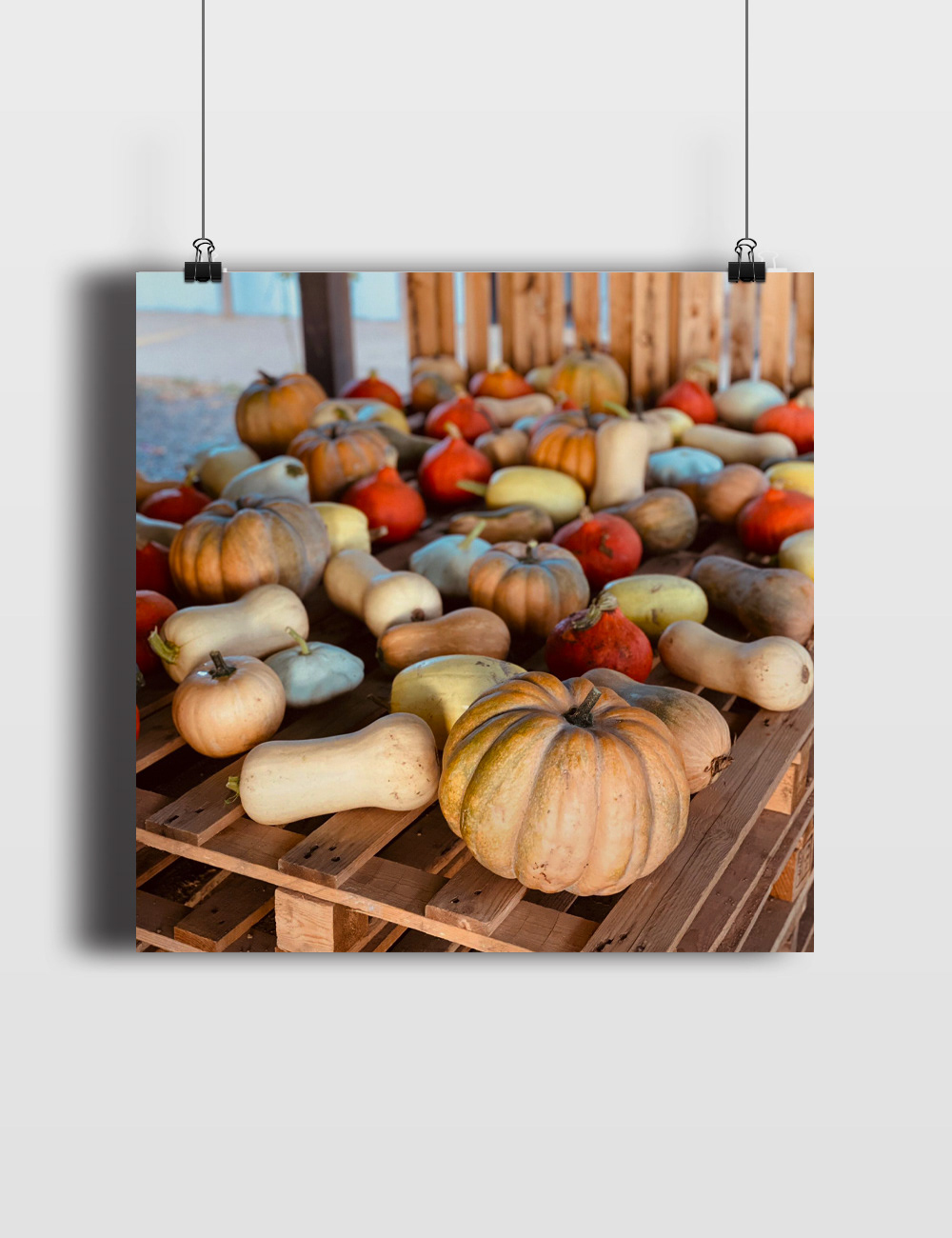Visuel saison de la courge