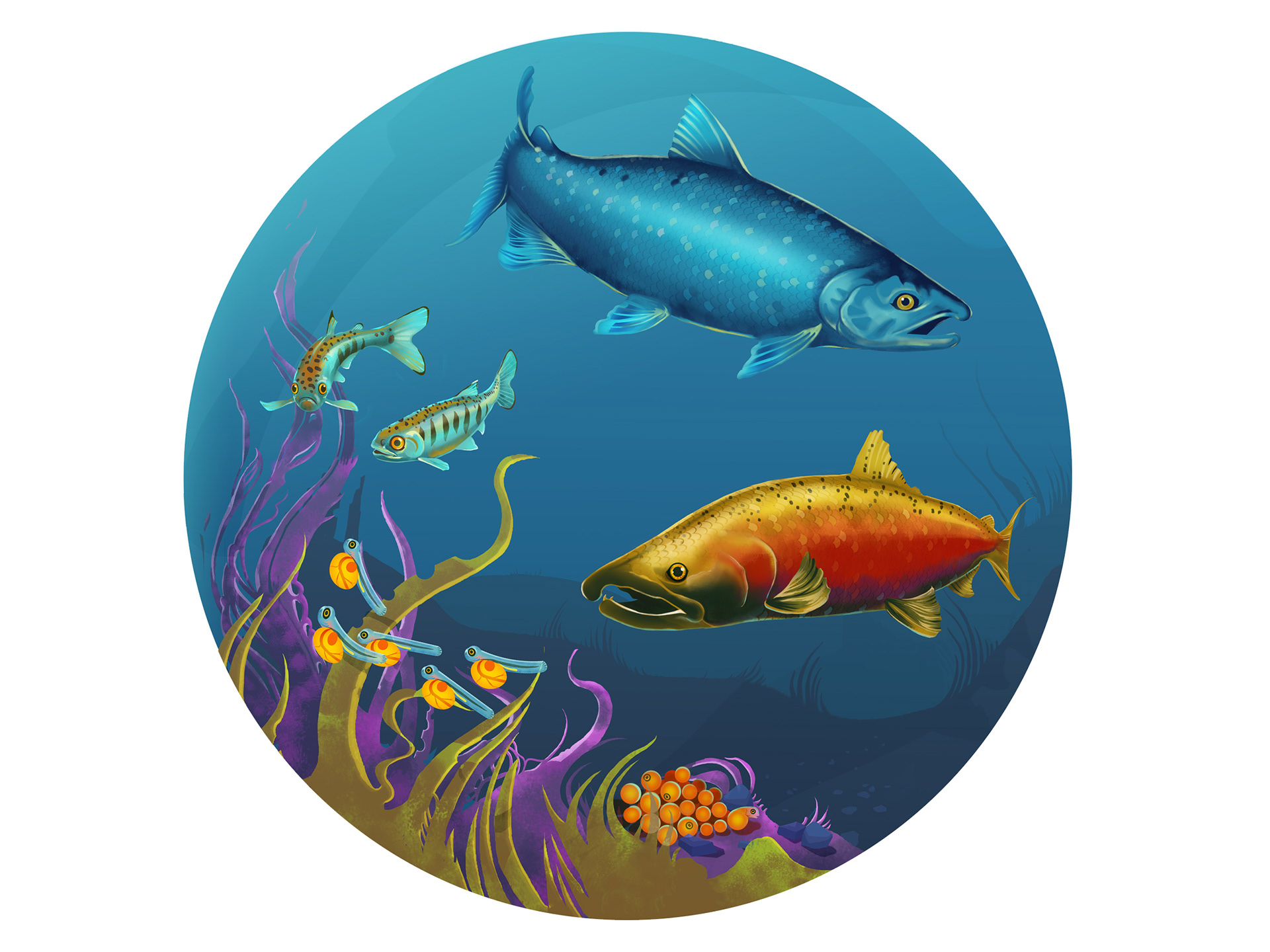 FFSBC trout life-cycle poster illustration