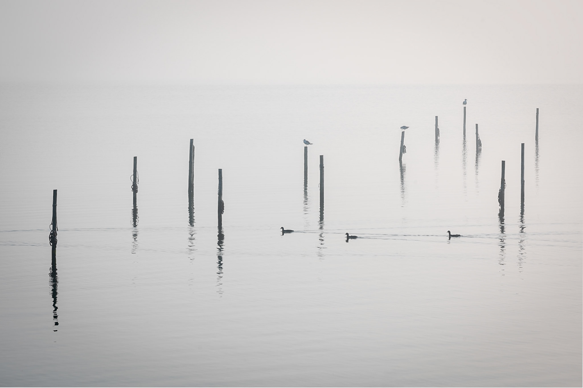 a Foggy morning at Zeewolde