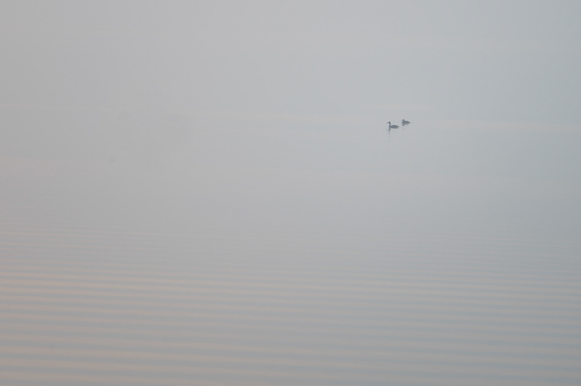 a Foggy morning at Zeewolde