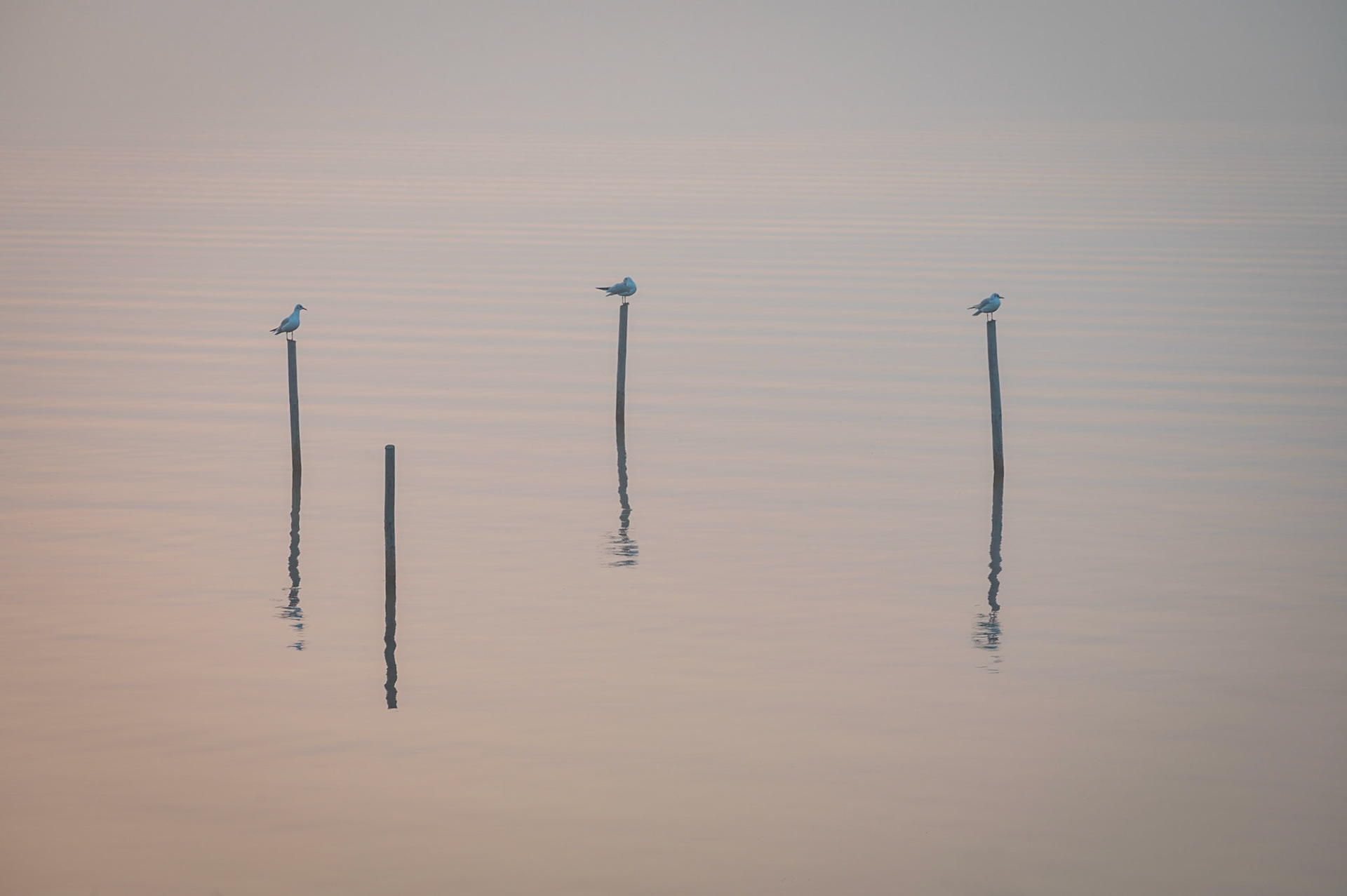 a Foggy morning at Zeewolde