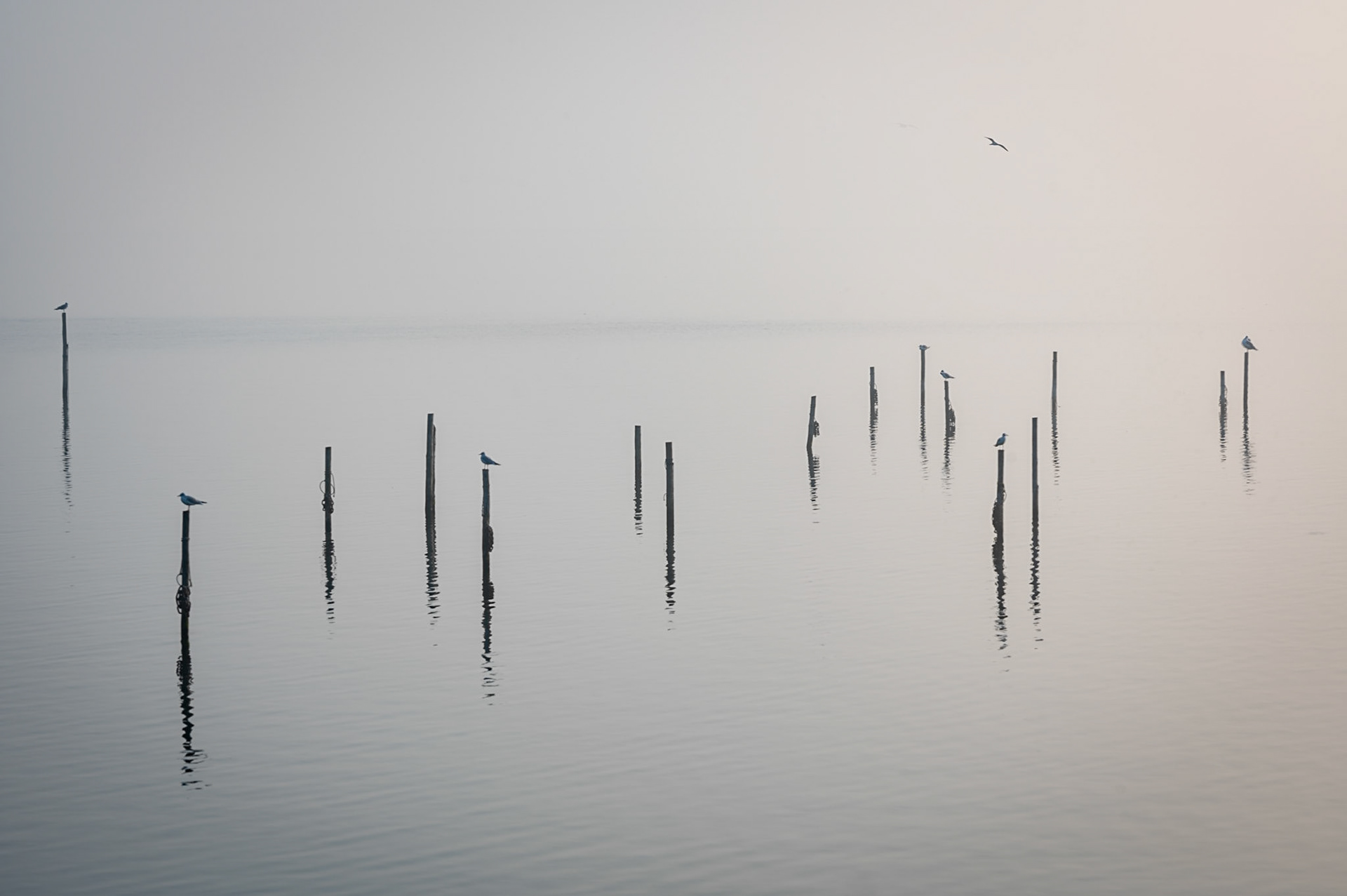 a Foggy morning at Zeewolde