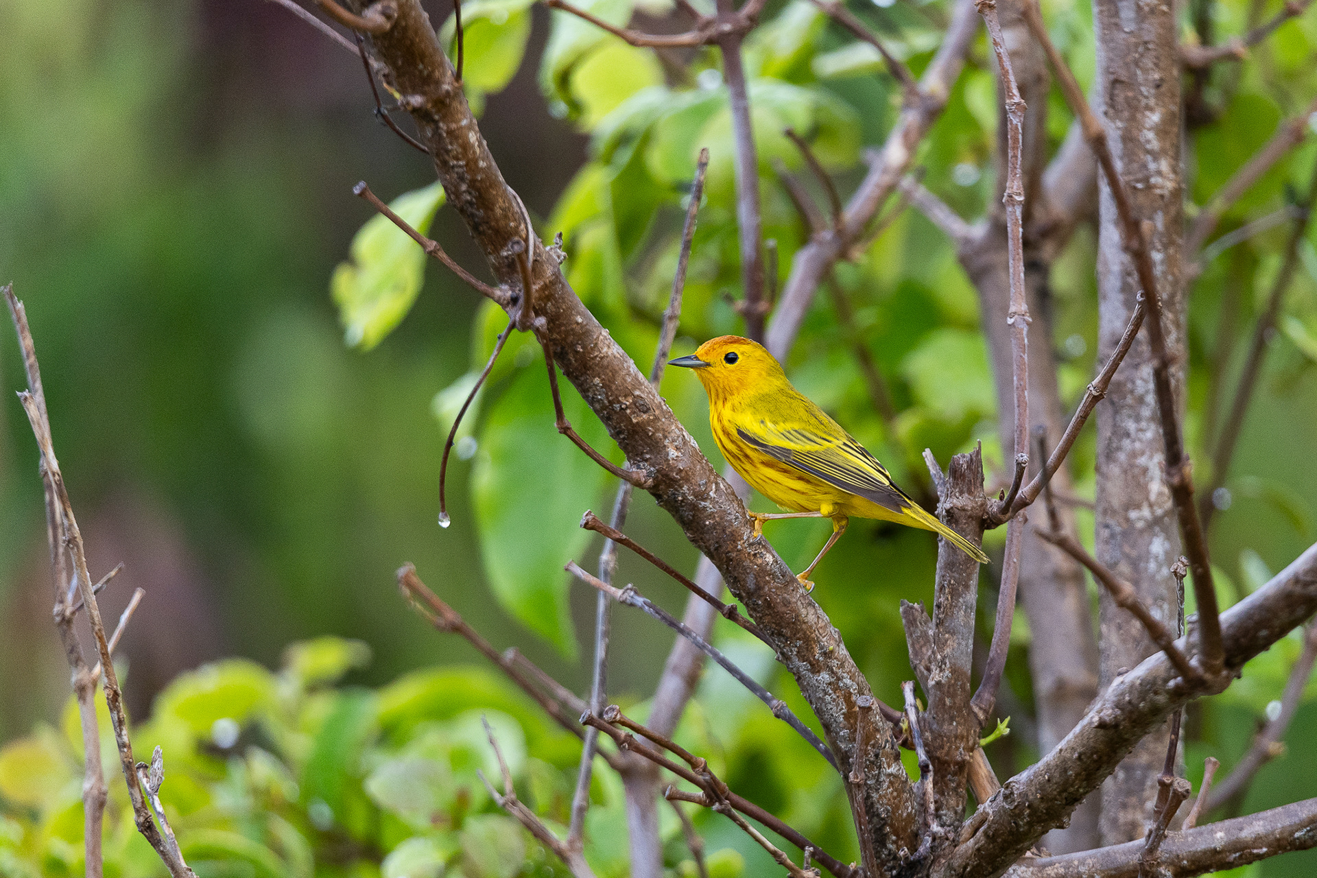 Paruline des mangroves