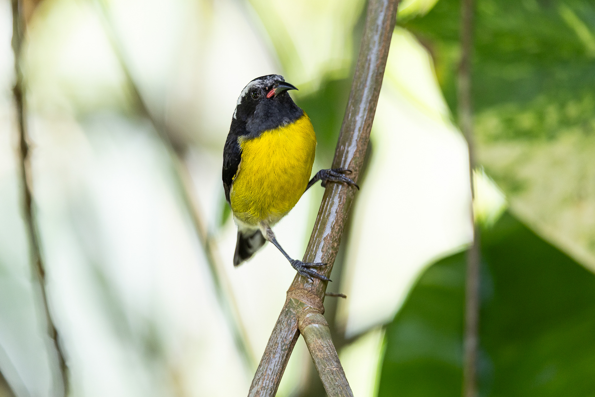 Sucrier à ventre jaune
